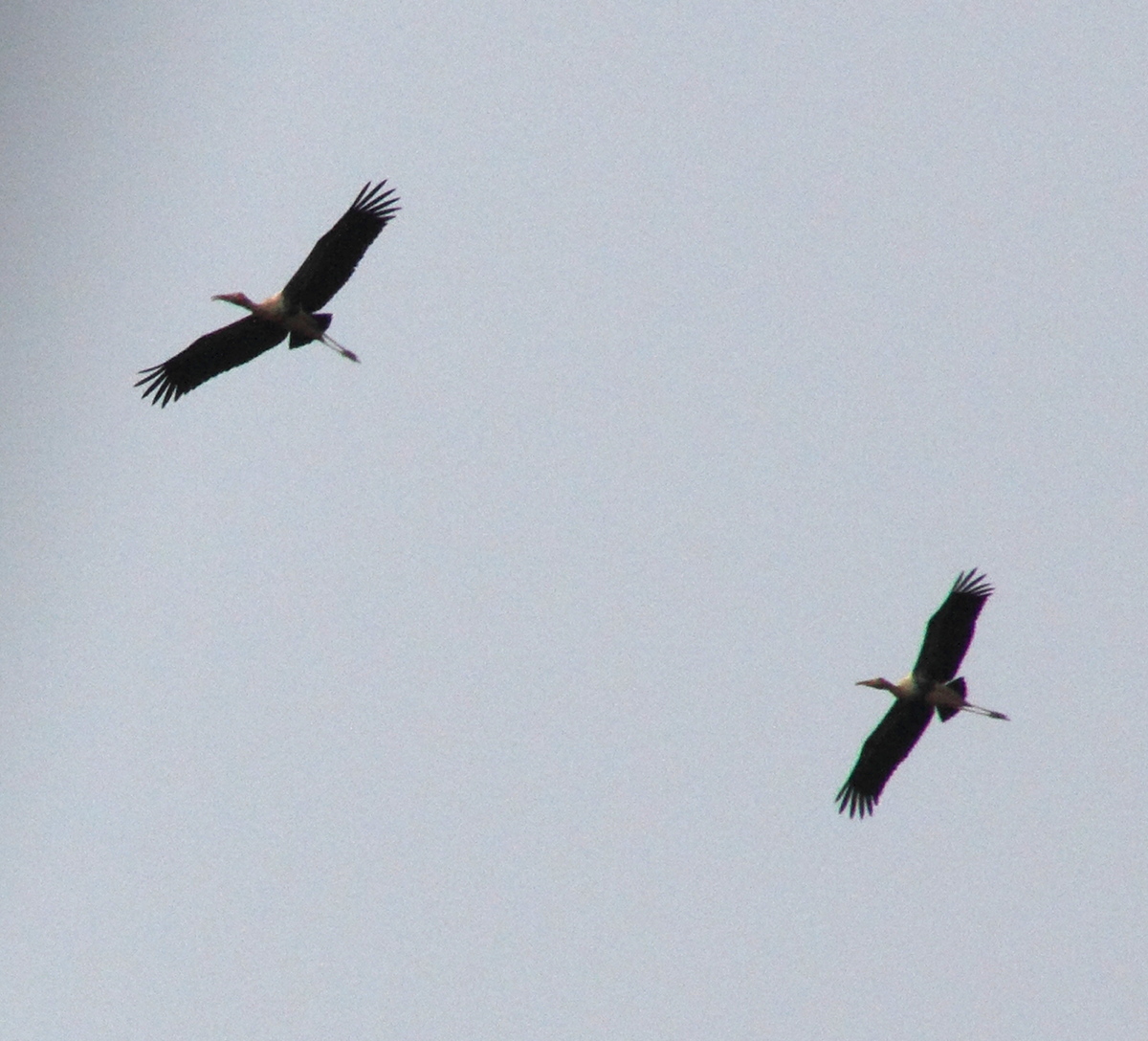 tantale_indien_-_mycteria_leucocephala1md