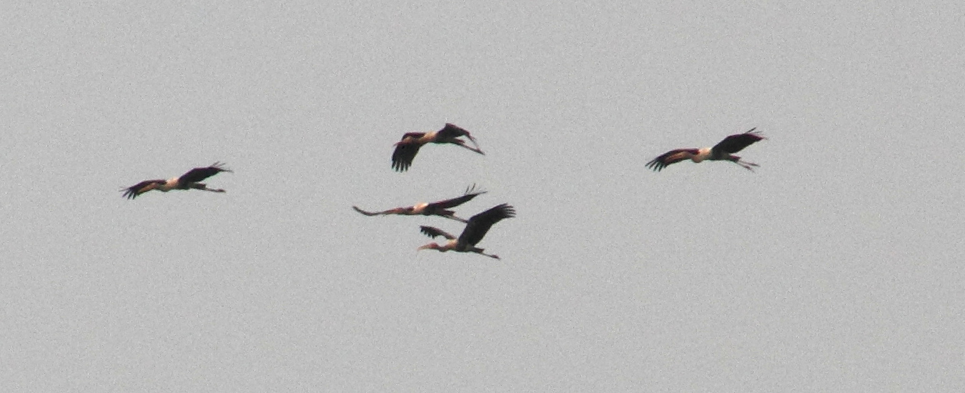 tantale_indien_-_mycteria_leucocephala2md