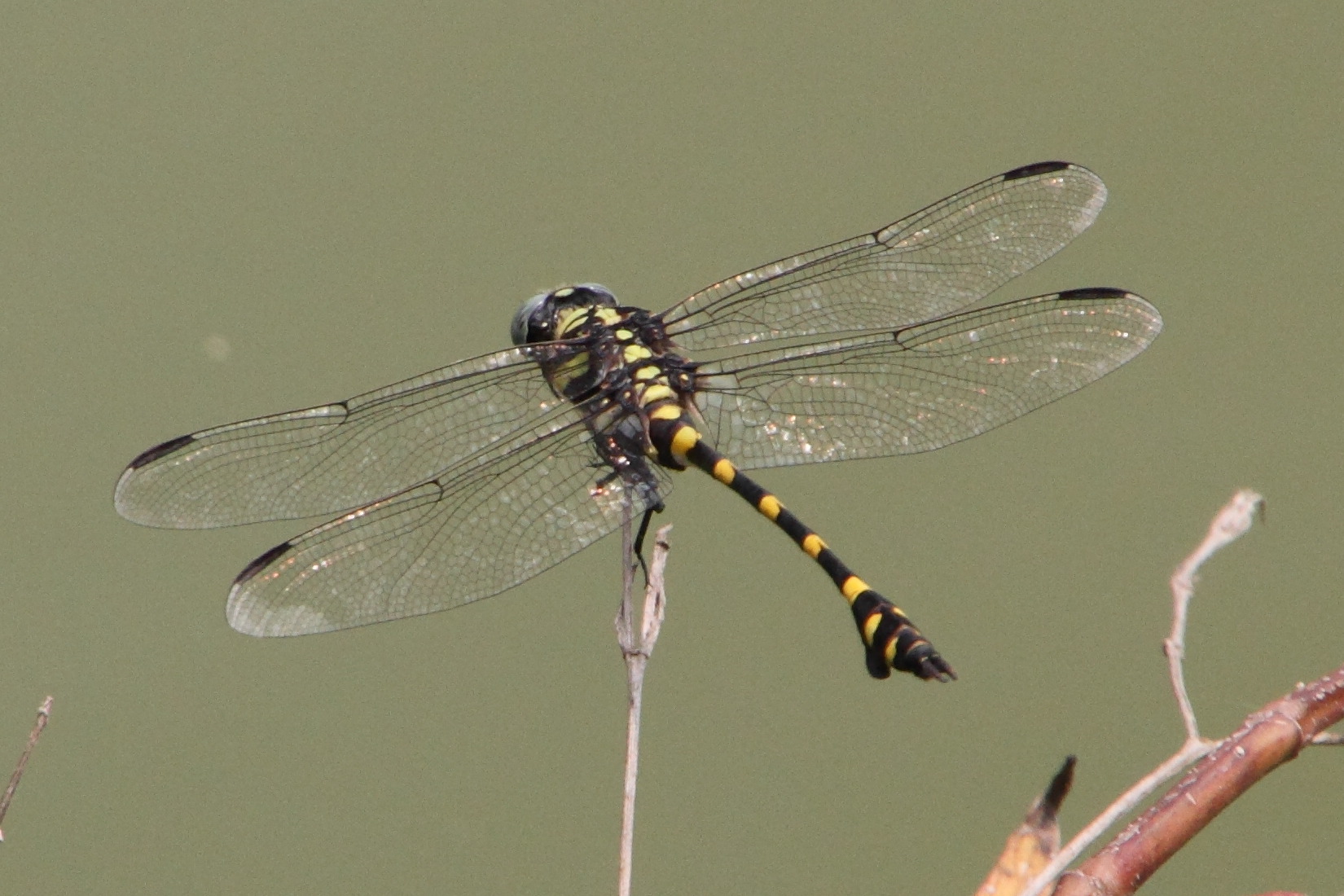 ictinogomphus_decoratus2md