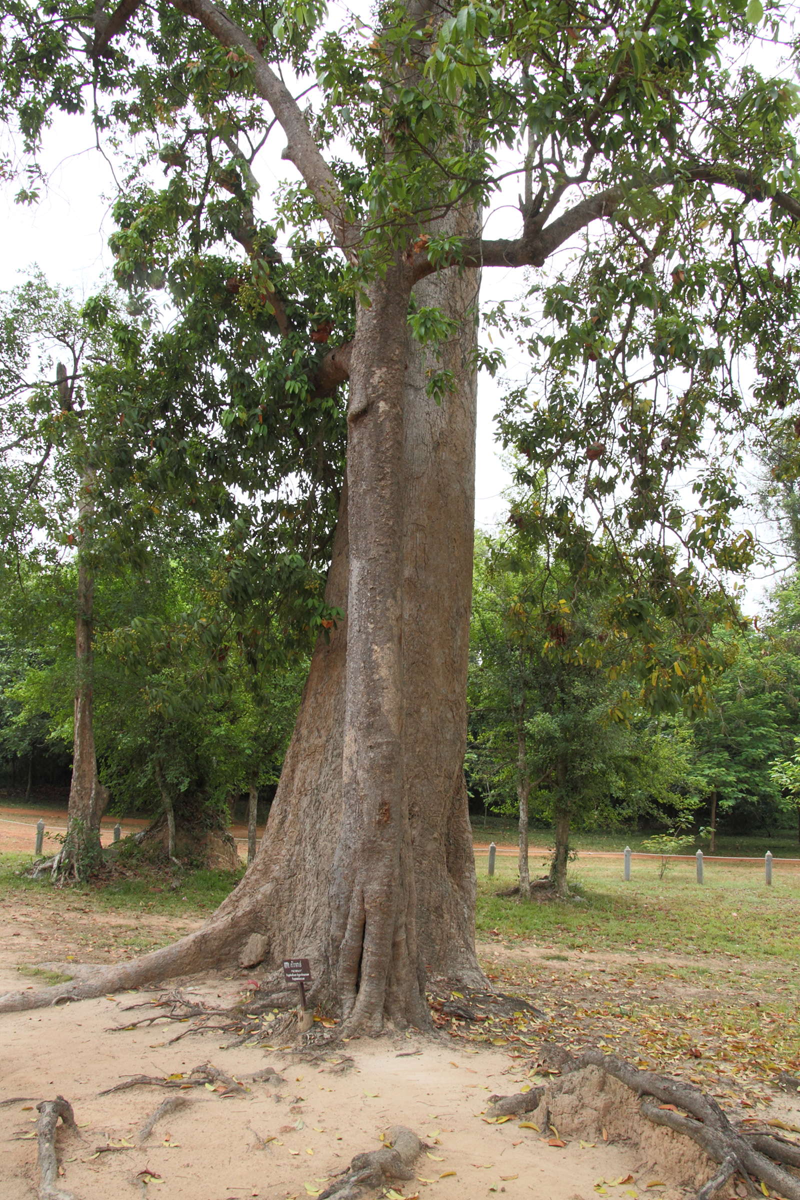 nephelium_hypoleucum3md