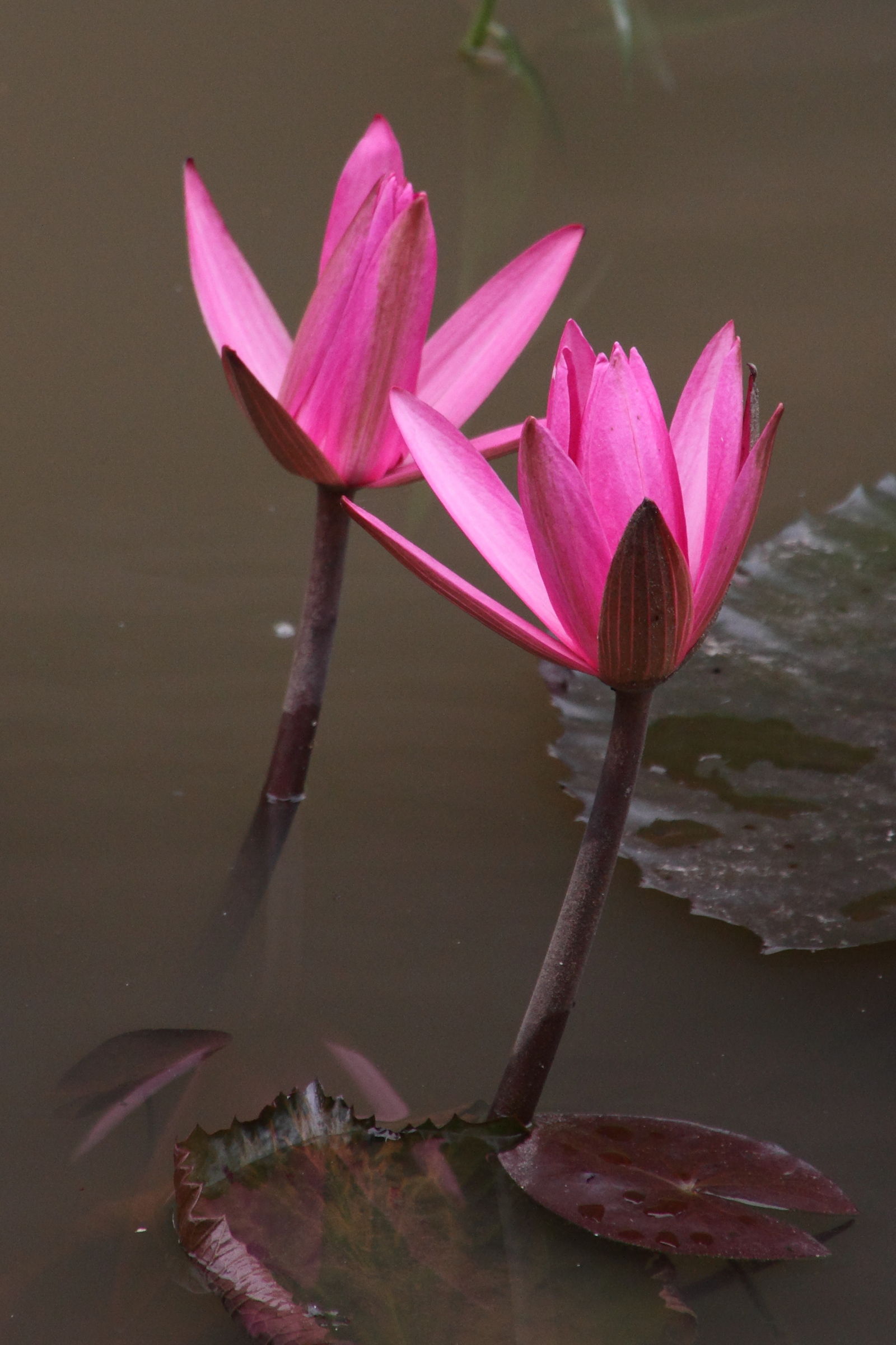 nymphaea_nouchali3md