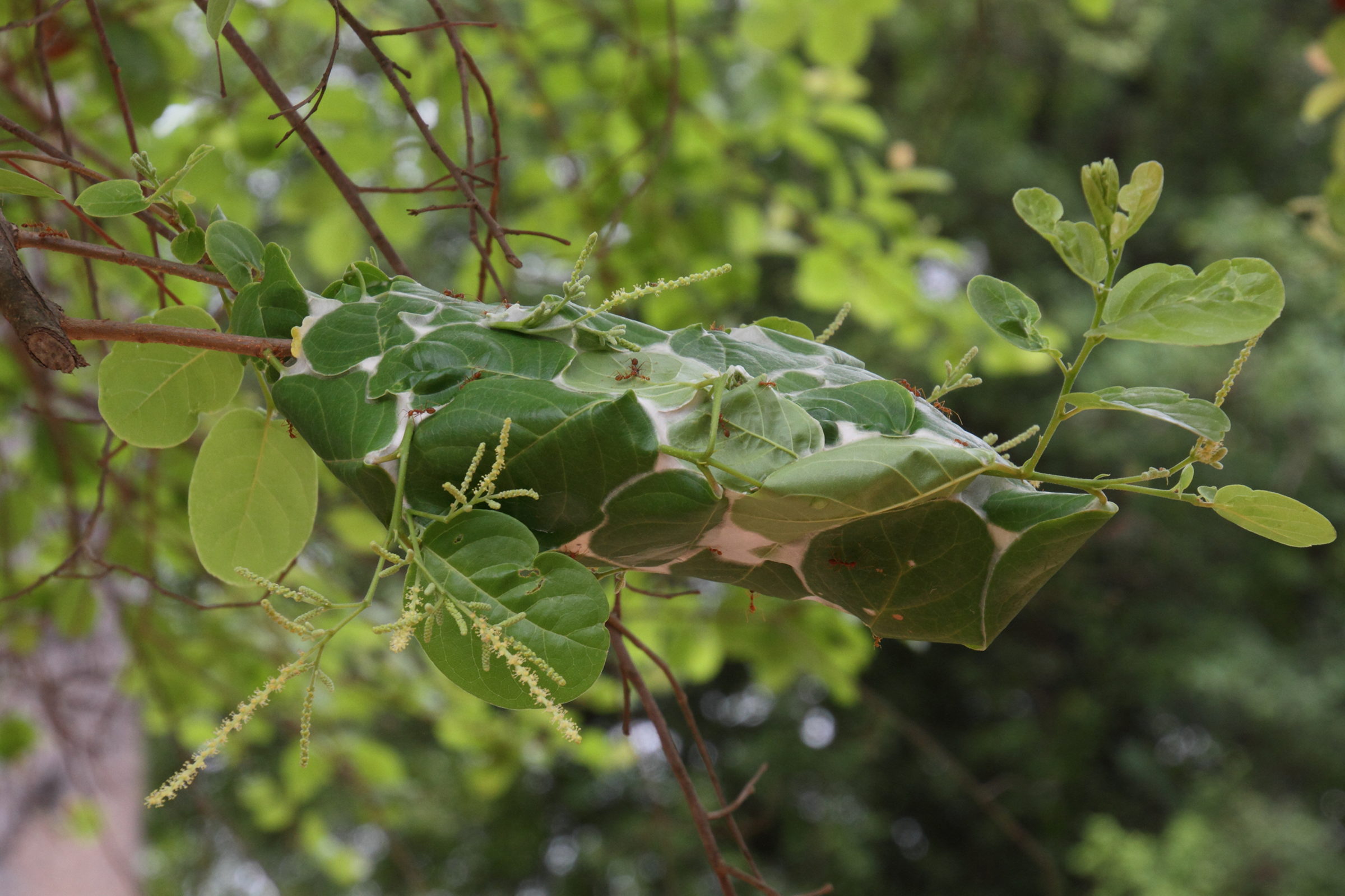 oecophylla_smaragdina5md