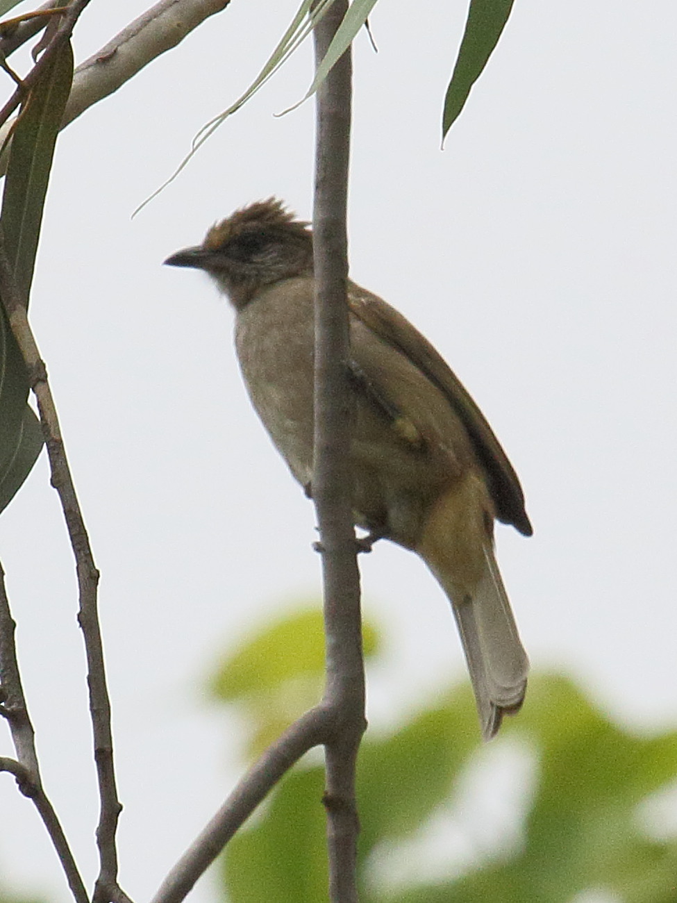 bulbul_de_conrad_-_pycnonotus_conradi1bd