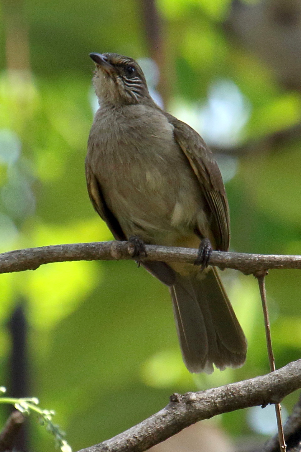 bulbul_de_conrad_-_pycnonotus_conradi2bd