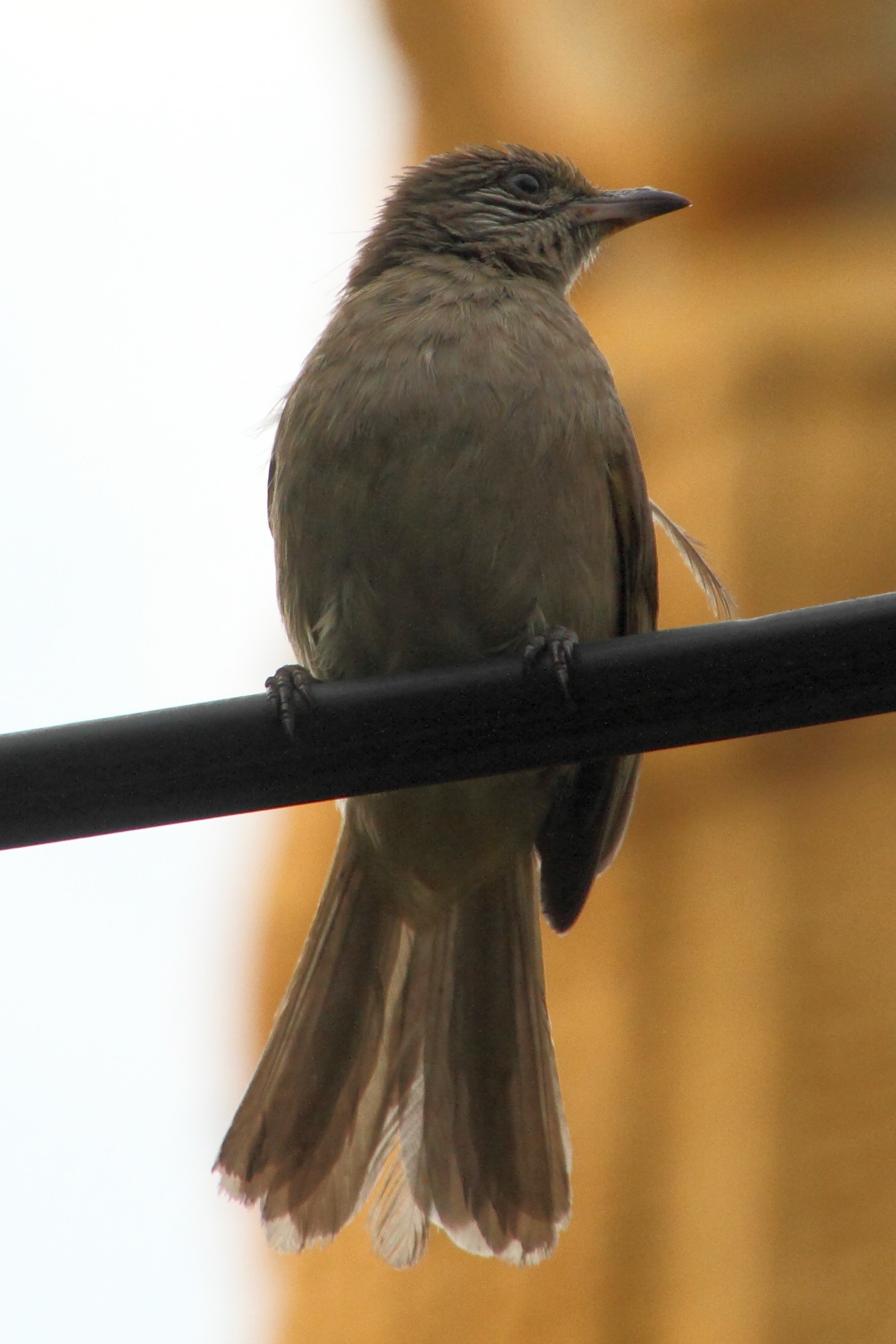 bulbul_de_conrad_-_pycnonotus_conradi3md