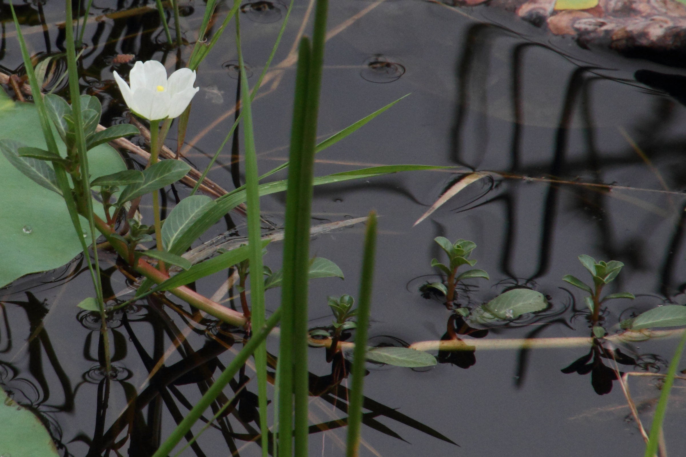 ludwigia_adscendens1md