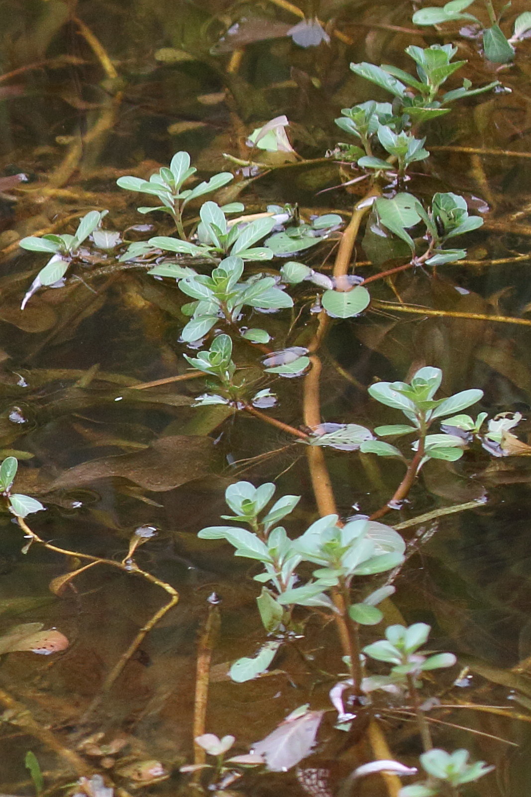 ludwigia_adscendens2bd