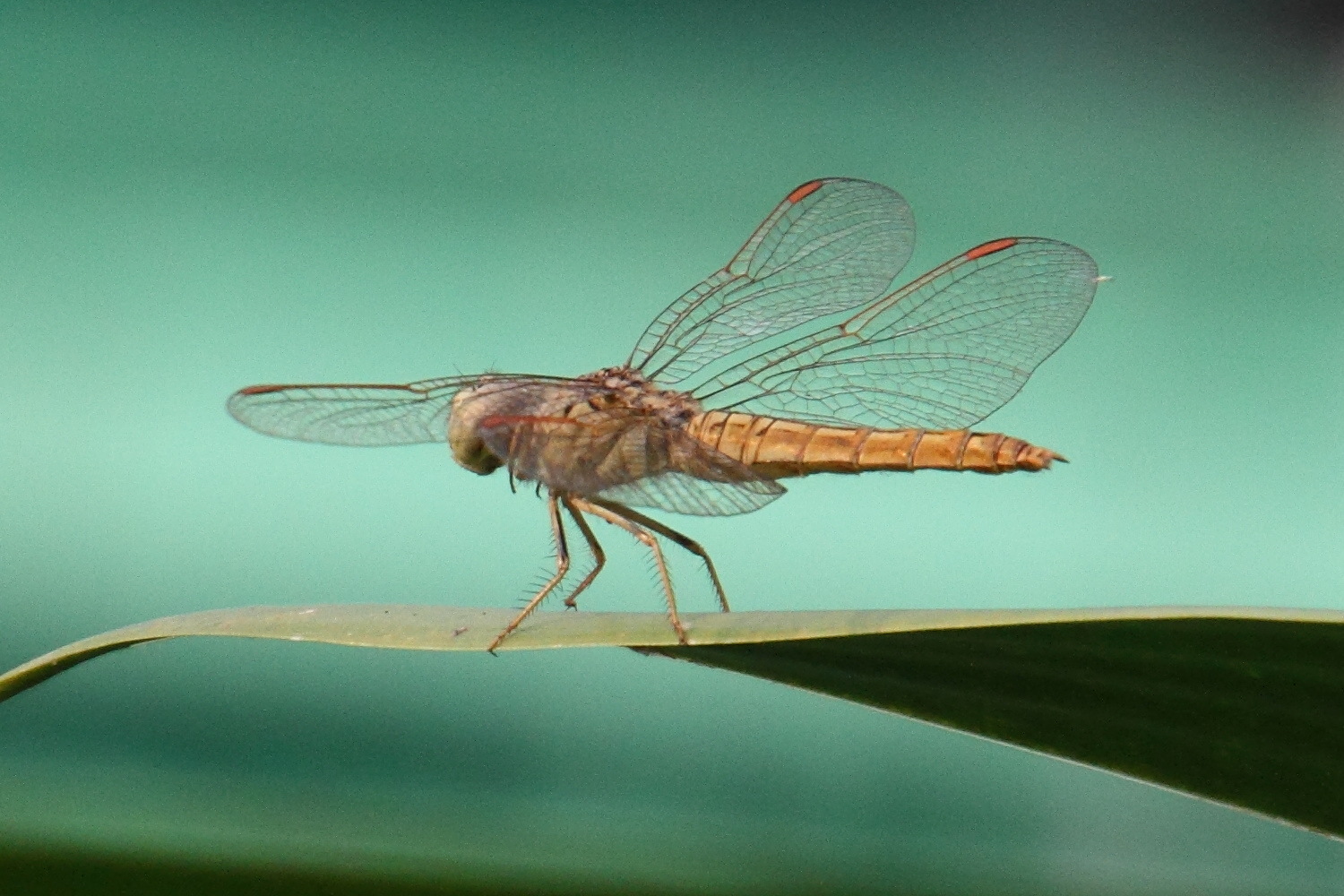 brachythemis_contaminata5md