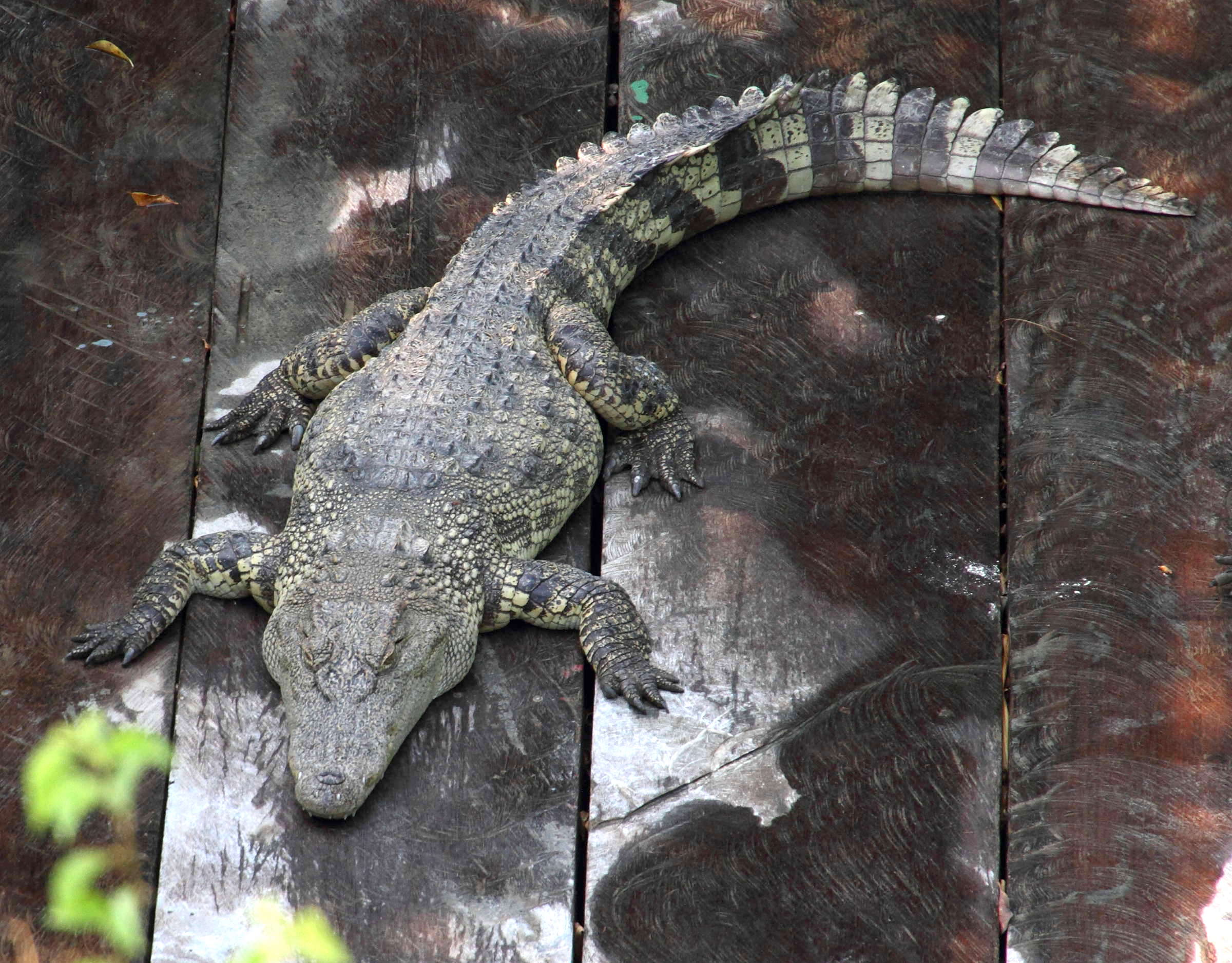crocodylus_siamensis7md