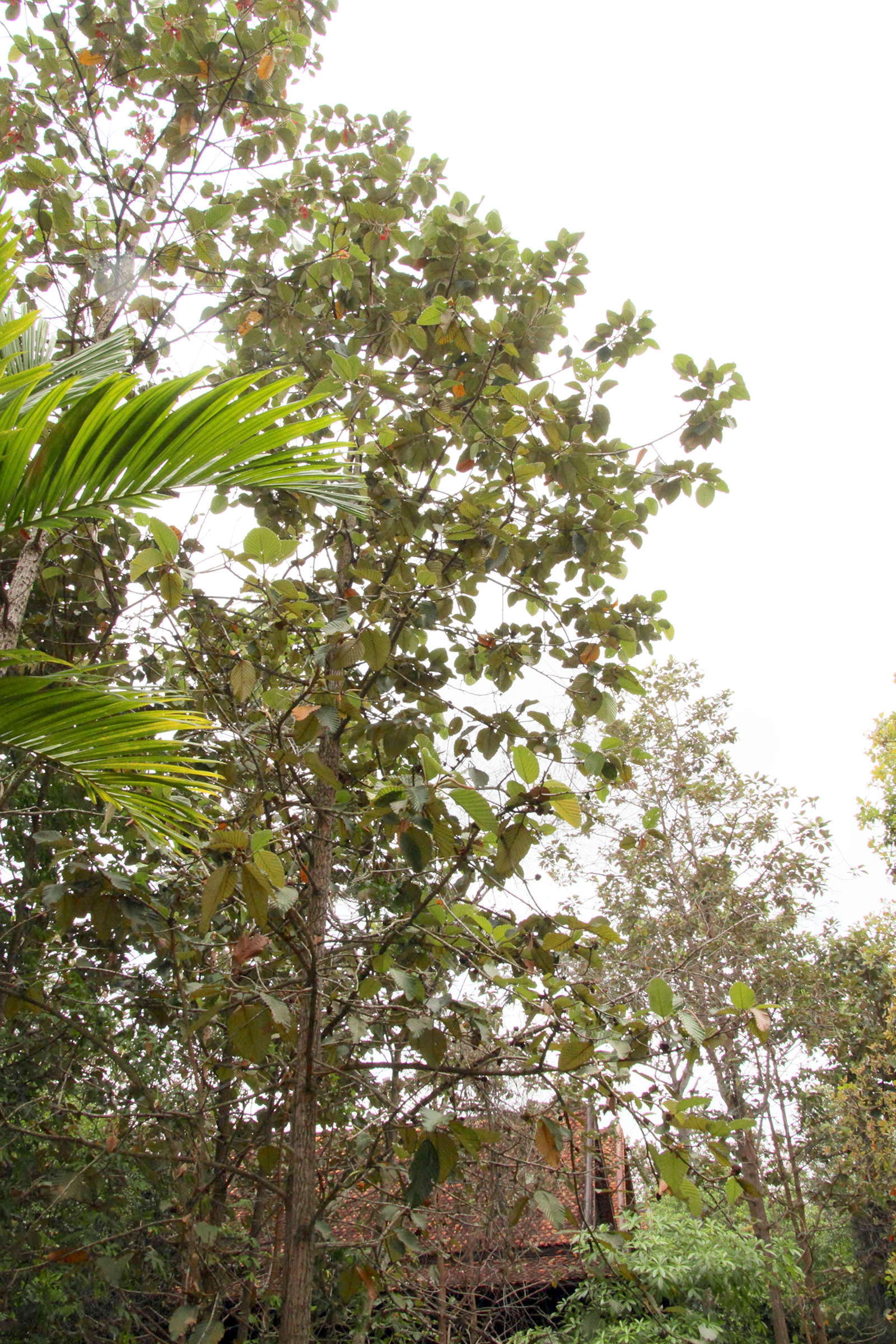 Afficher le média dipterocarpus_obtusifolius1md dipterocarpus_obtusifolius1md