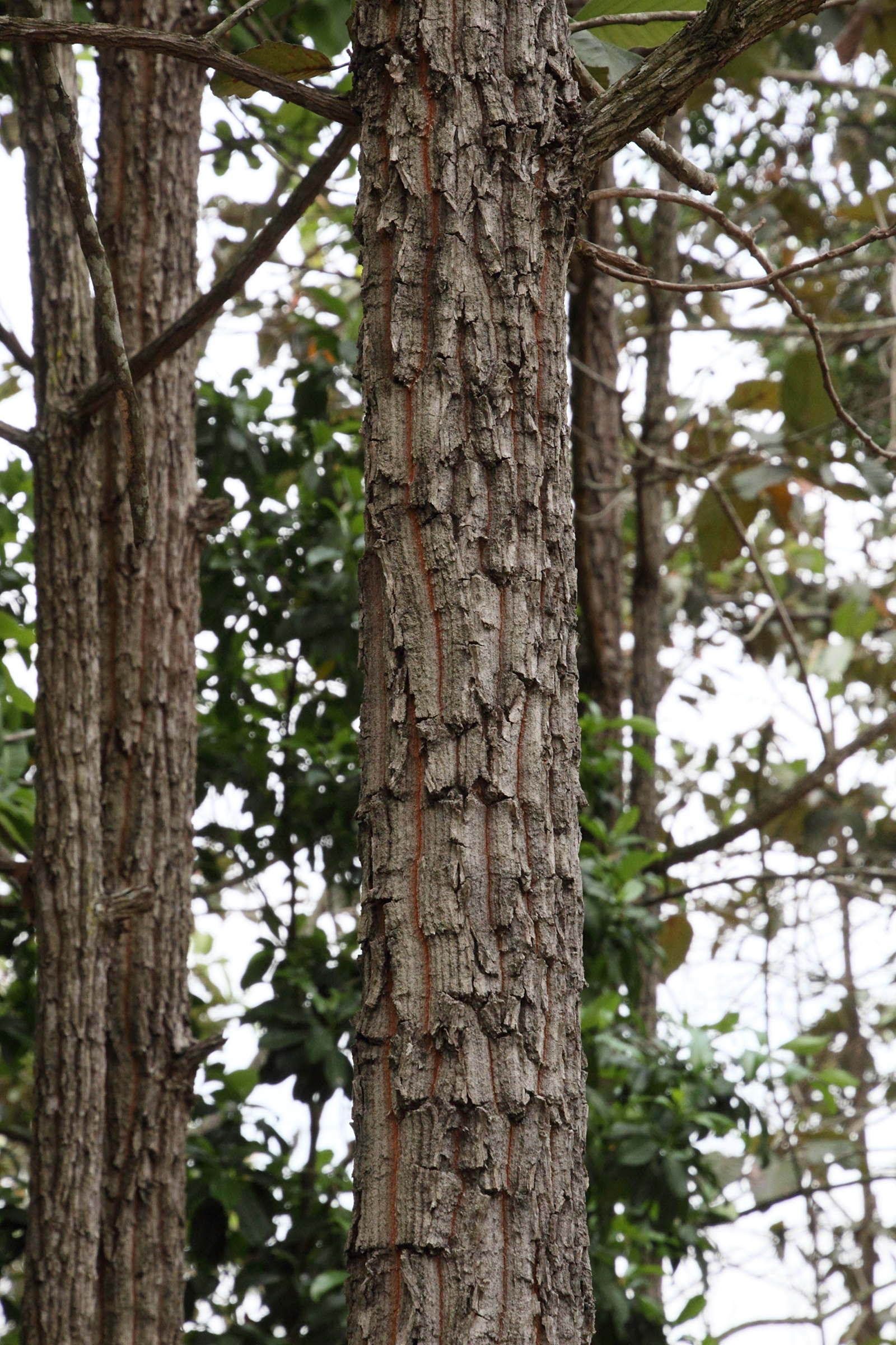 Afficher le média dipterocarpus_obtusifolius2md dipterocarpus_obtusifolius2md