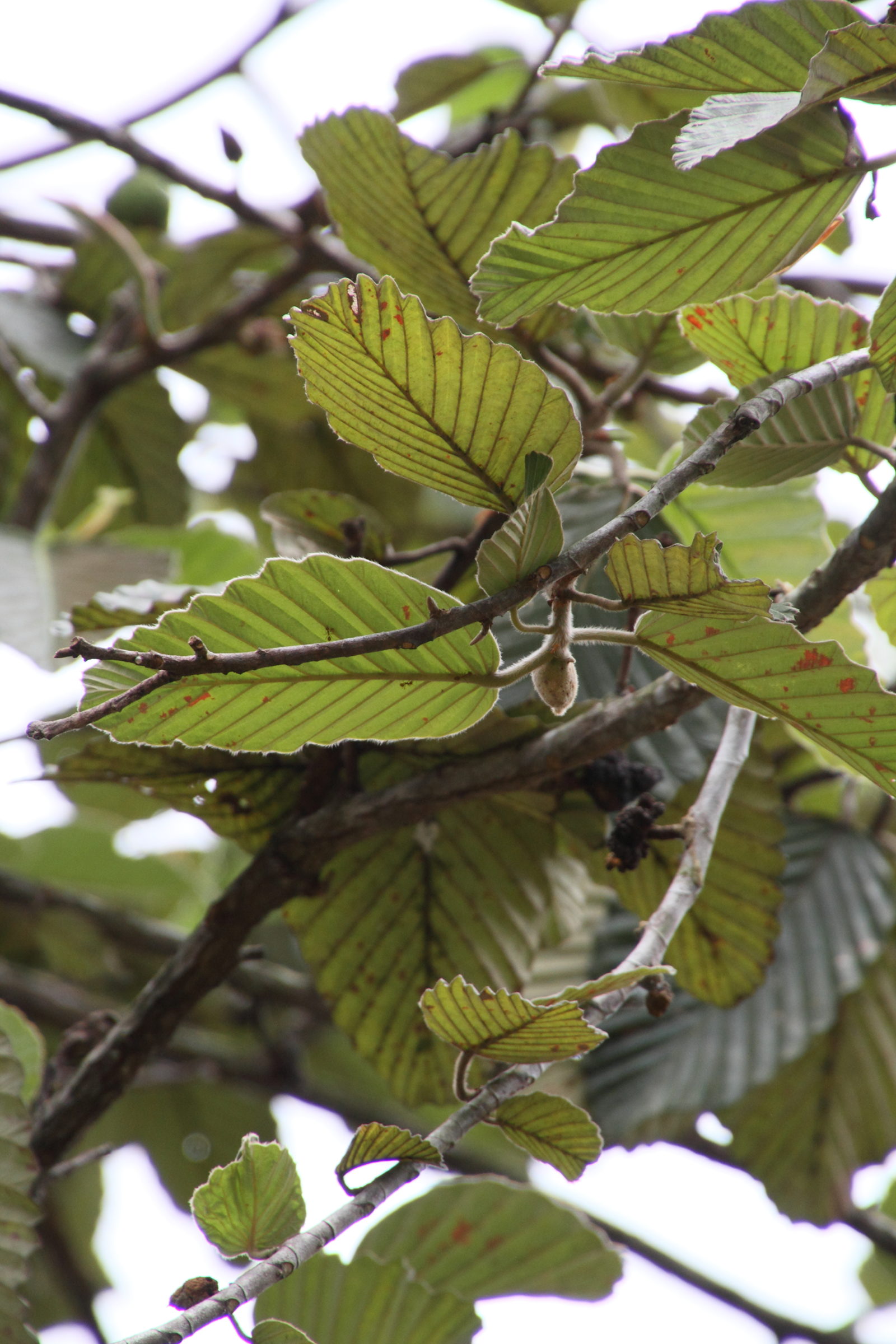 Afficher le média dipterocarpus_obtusifolius3md dipterocarpus_obtusifolius3md