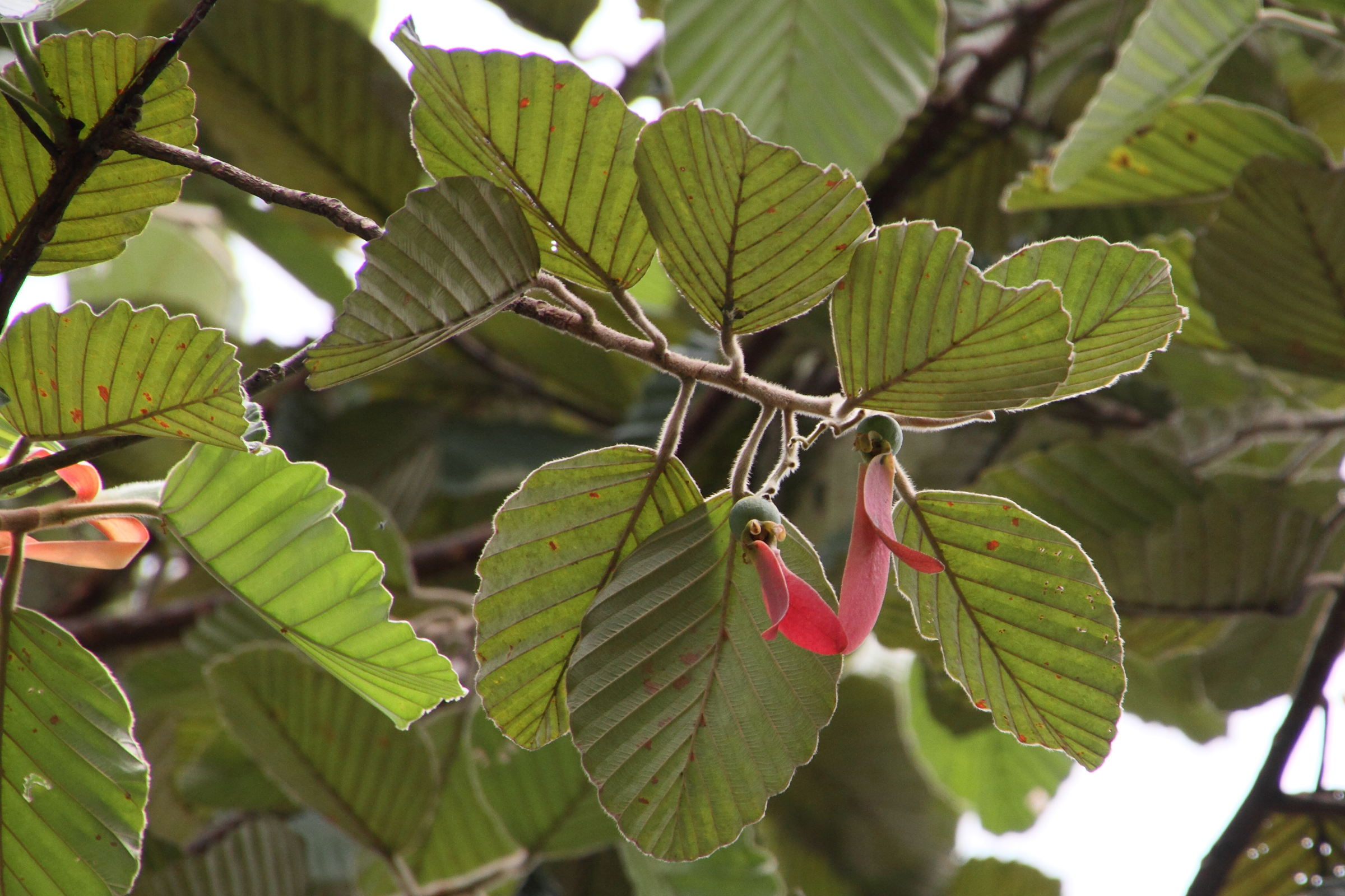 Afficher le média dipterocarpus_obtusifolius4md dipterocarpus_obtusifolius4md