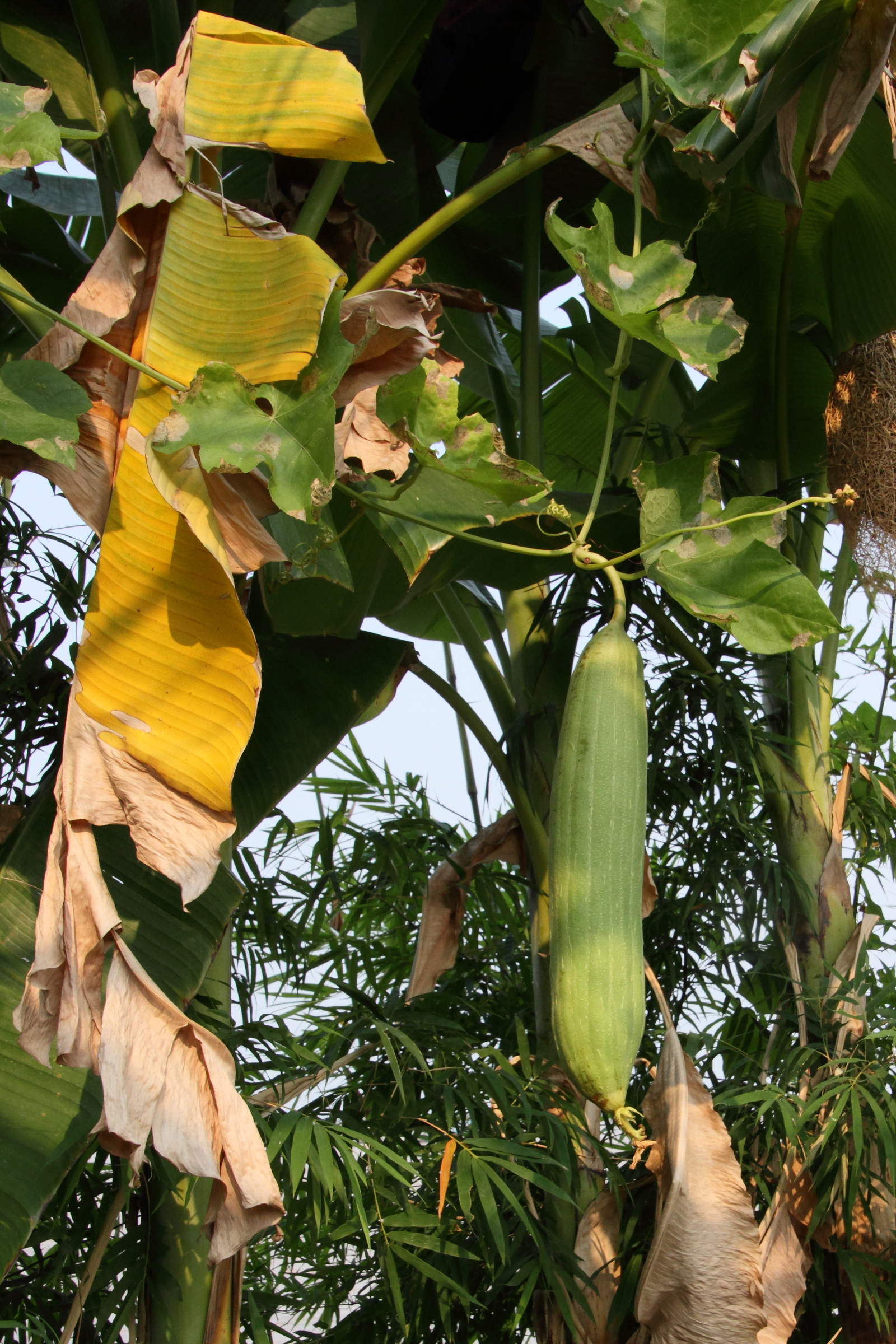 Afficher le média luffa_cylindrica2md luffa_cylindrica2md