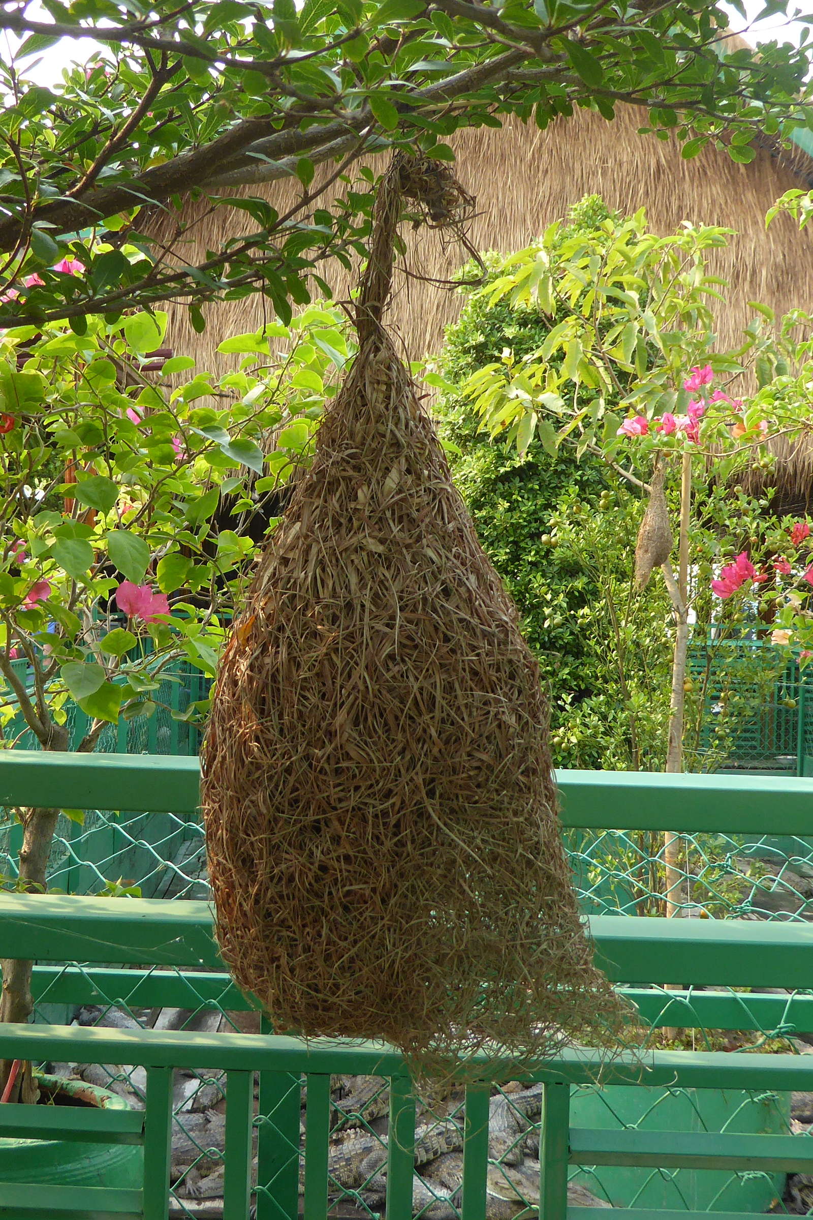 tisserin_baya_-_ploceus_philippinus-nid2dl