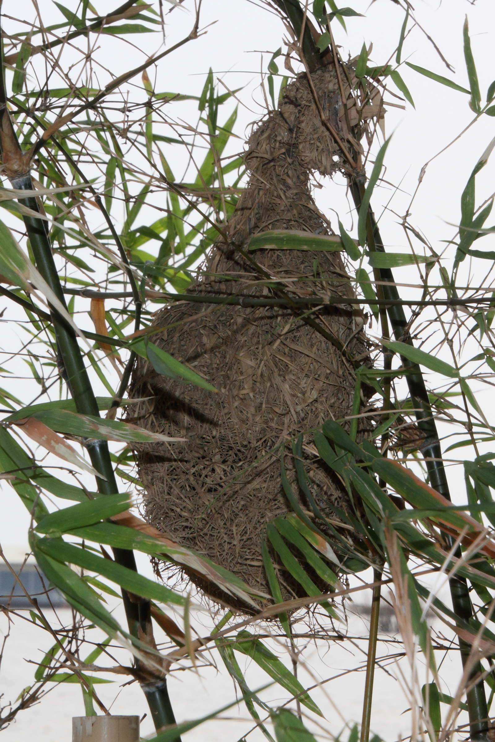 tisserin_manyar_-_ploceus_manyar-nid1md