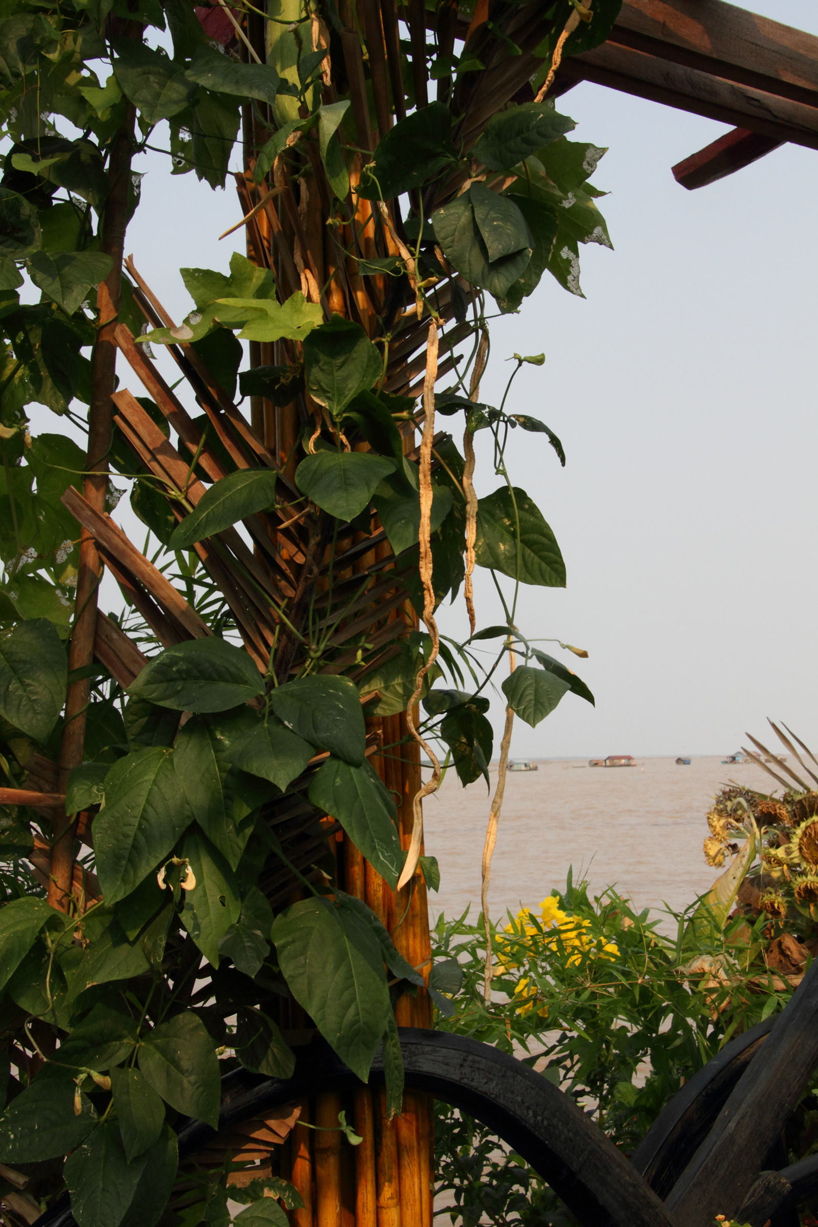 vigna_unguiculata_sesquipedalis2md