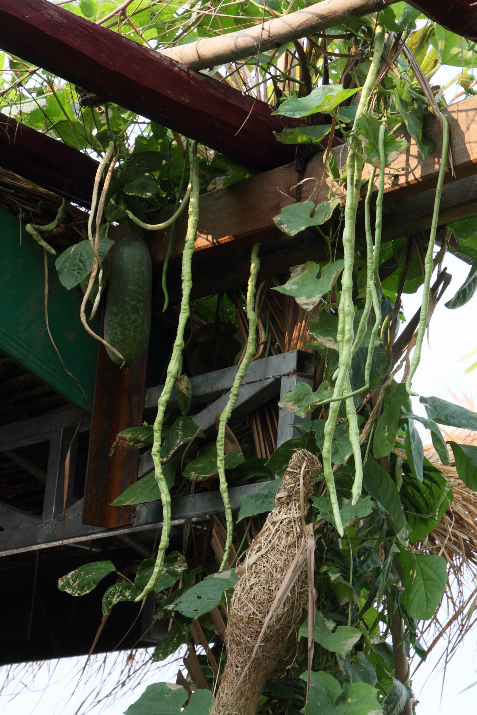 vigna_unguiculata_sesquipedalis3md