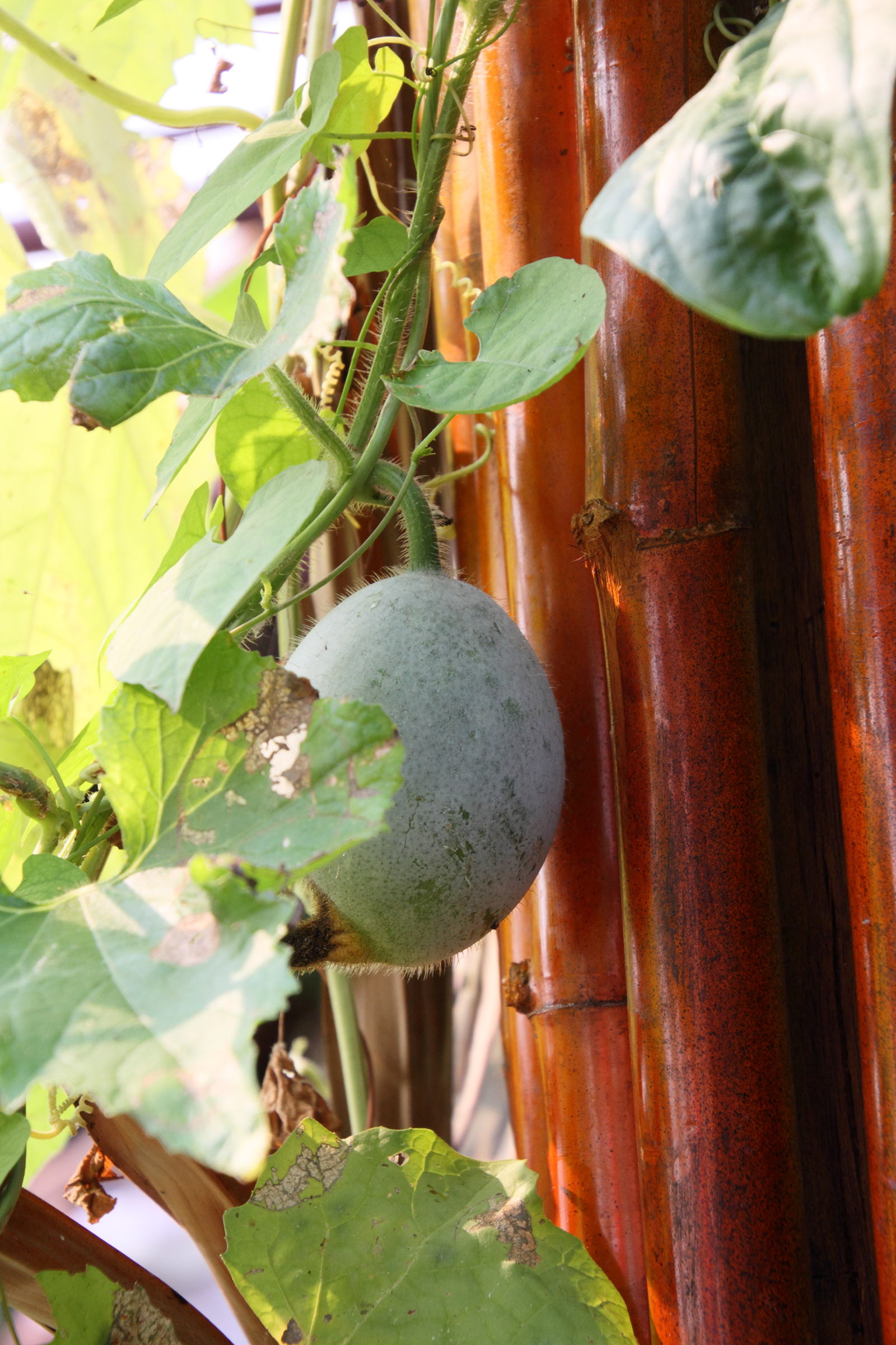 Afficher le média benincasa_hispida1md benincasa_hispida1md