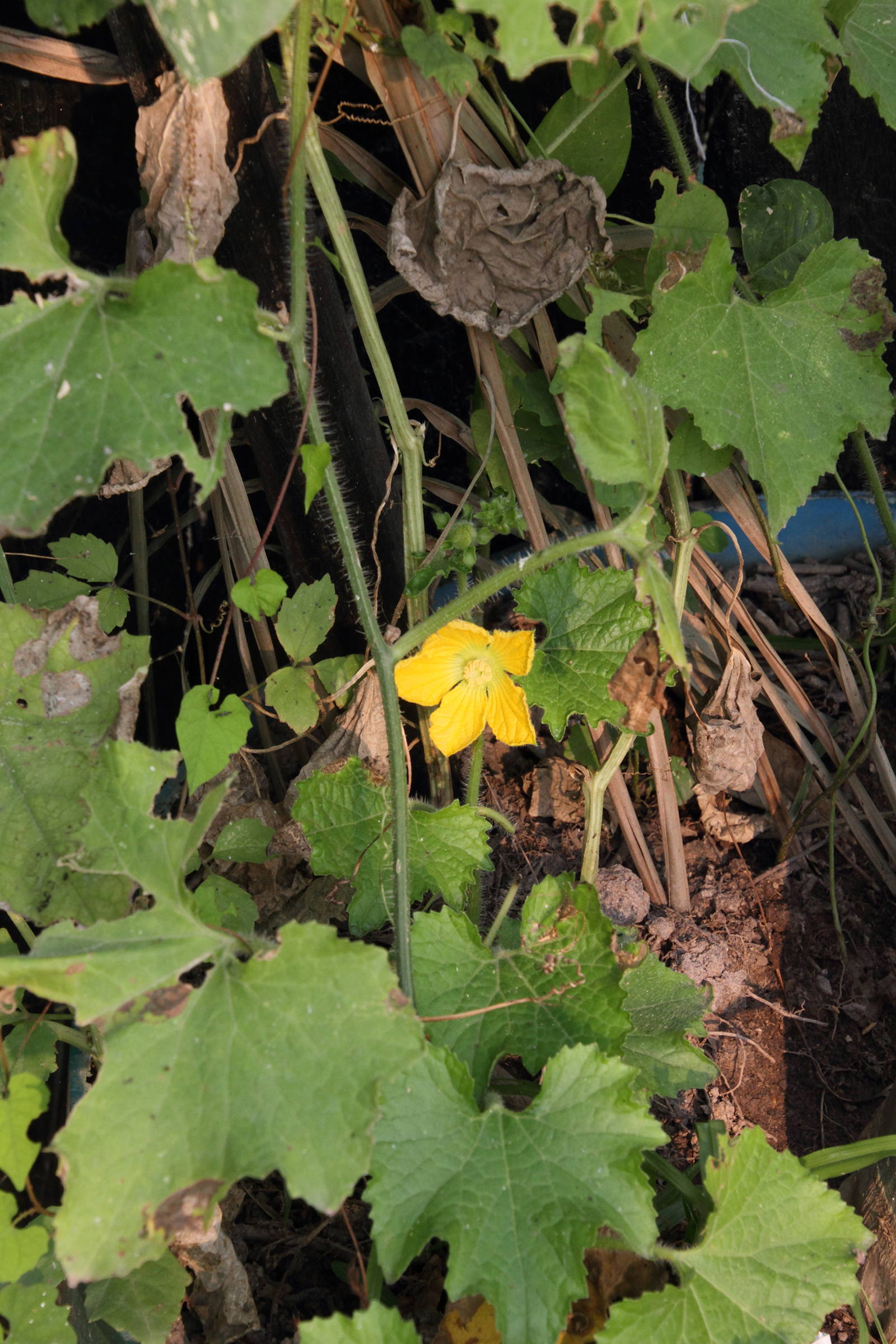 Afficher le média benincasa_hispida2md benincasa_hispida2md