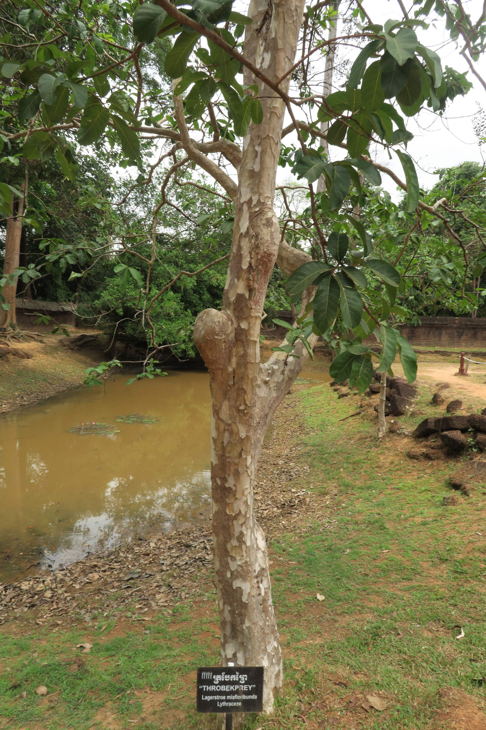 Afficher le média lagerstroemia_floribunda1md lagerstroemia_floribunda1md