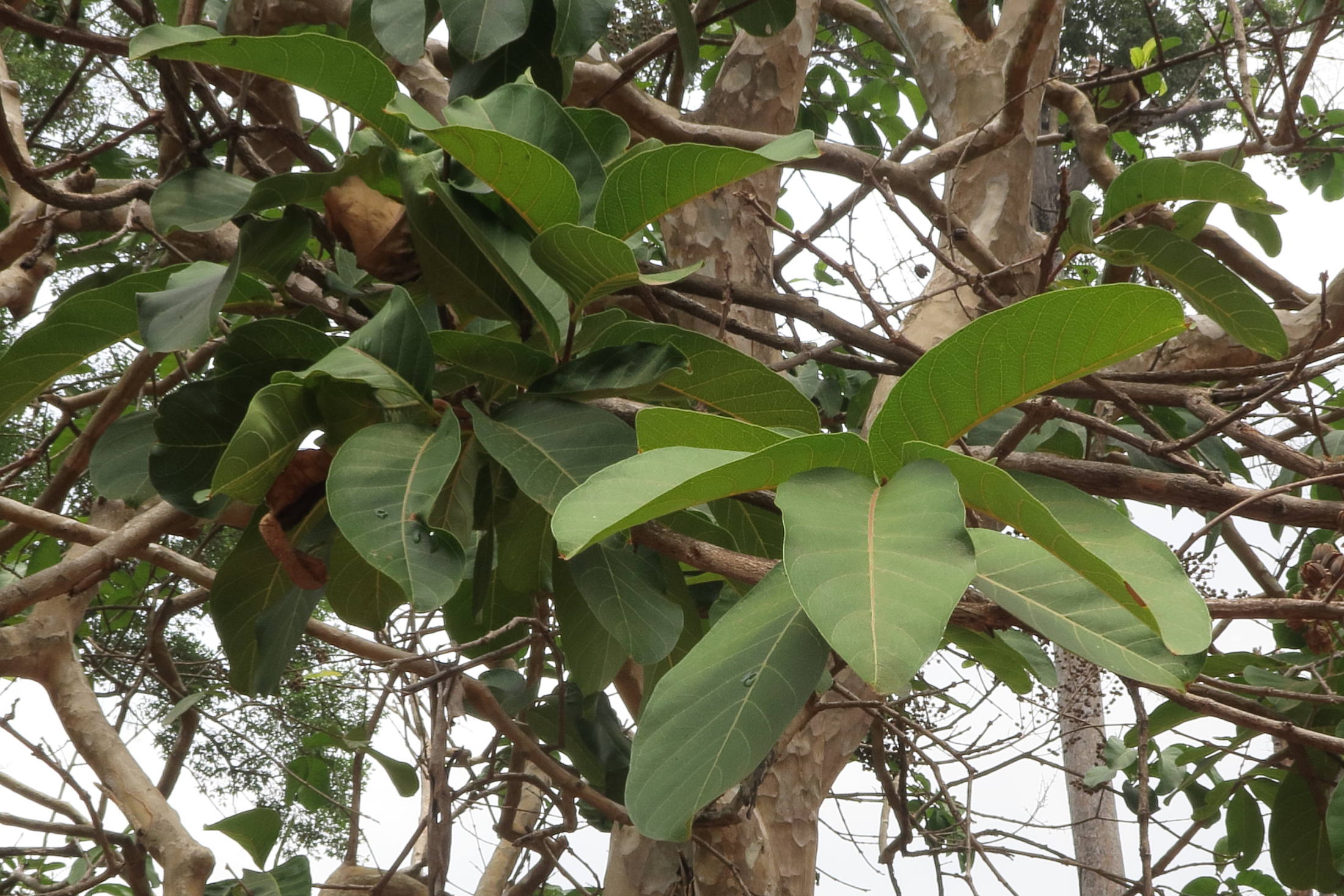 Afficher le média lagerstroemia_floribunda2md lagerstroemia_floribunda2md