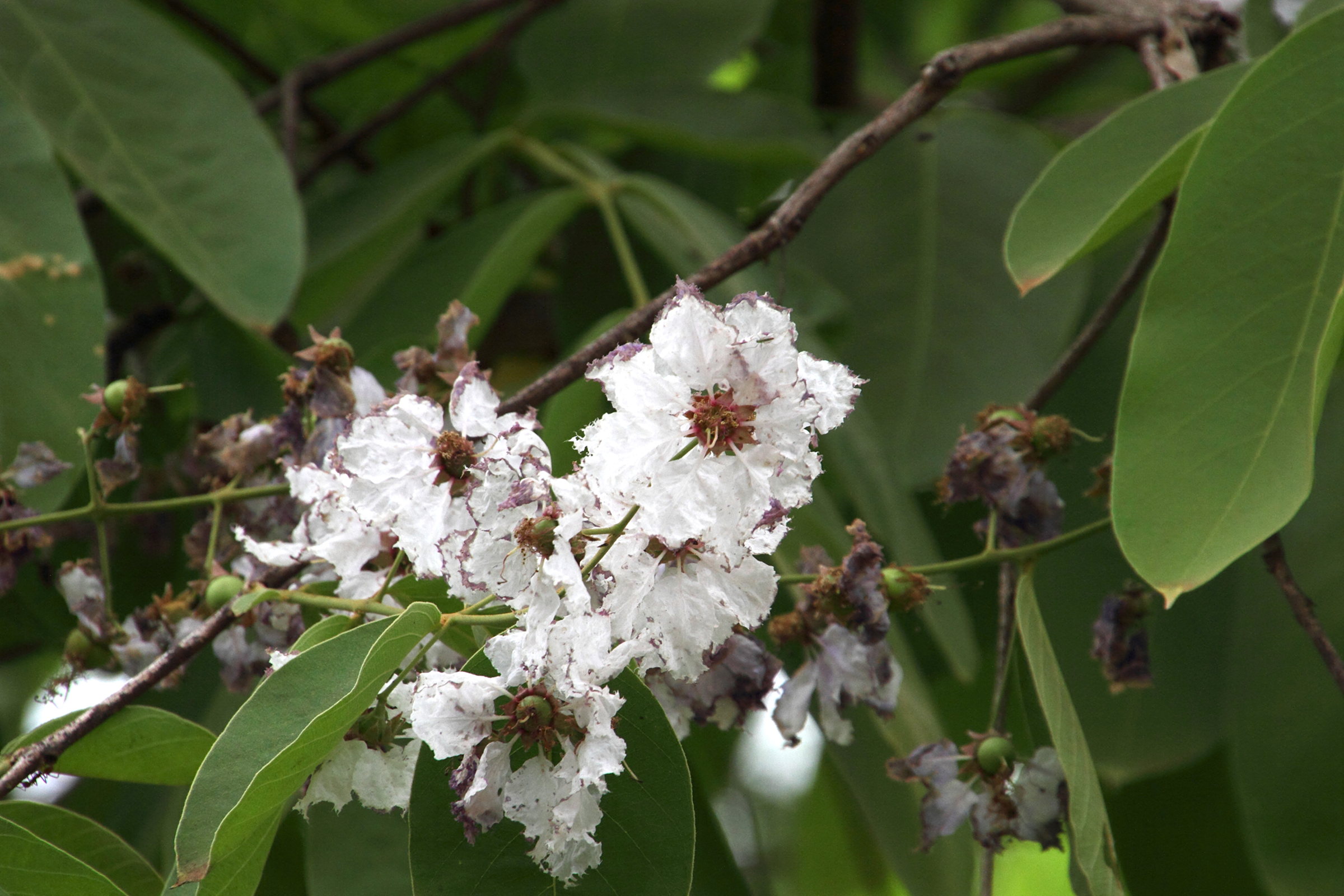 Afficher le média lagerstroemia_floribunda3md lagerstroemia_floribunda3md