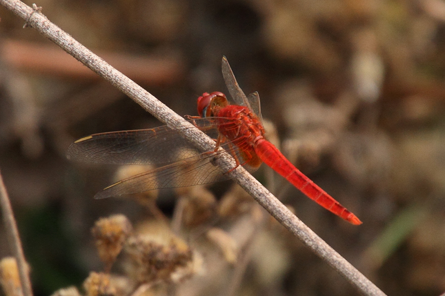 crocothemis_servilia5md
