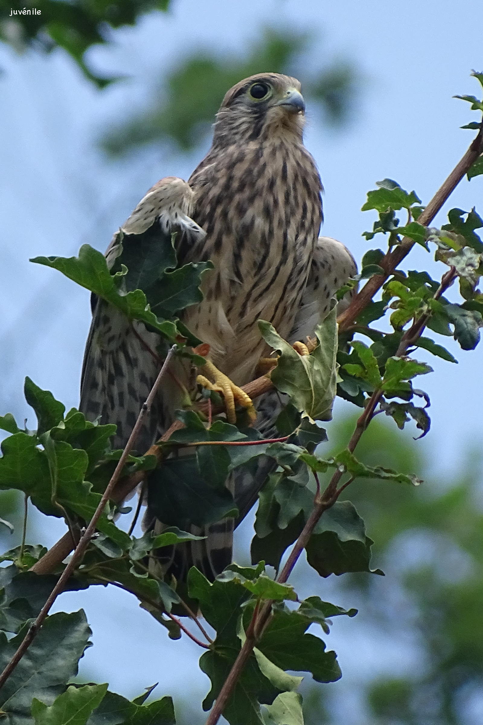 faucon_pelerin_-_falco_peregrinus4rf