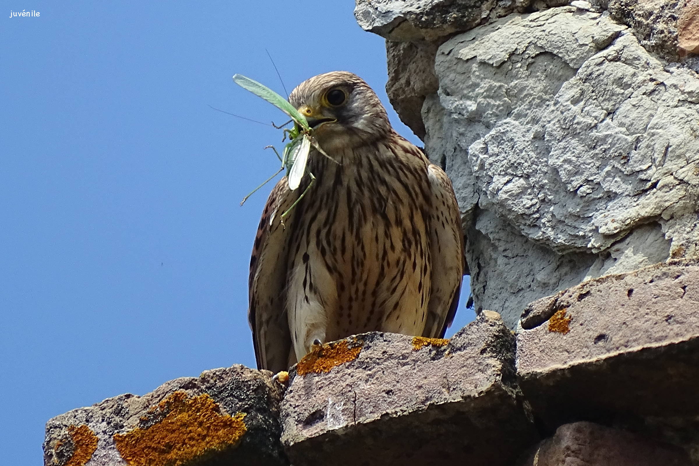 faucon_pelerin_-_falco_peregrinus5rf