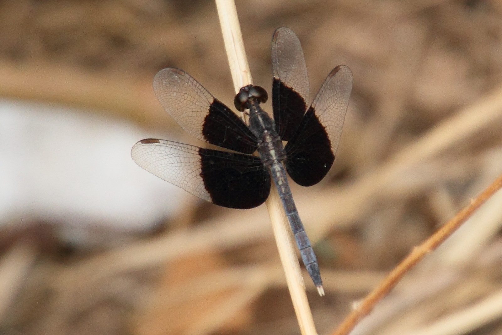 neurothemis_tullia3md