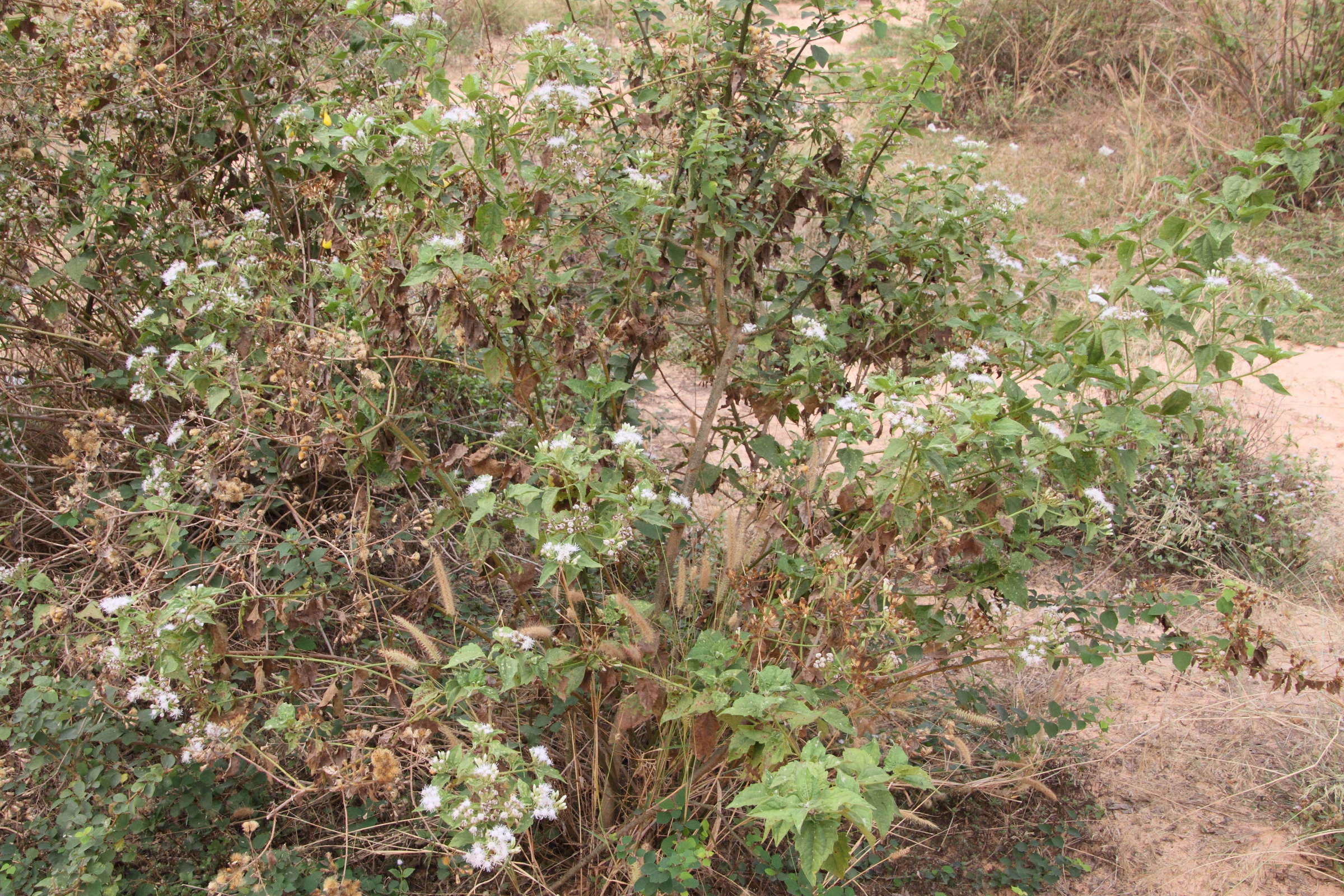 Afficher le média chromolaena_odorata4md chromolaena_odorata4md