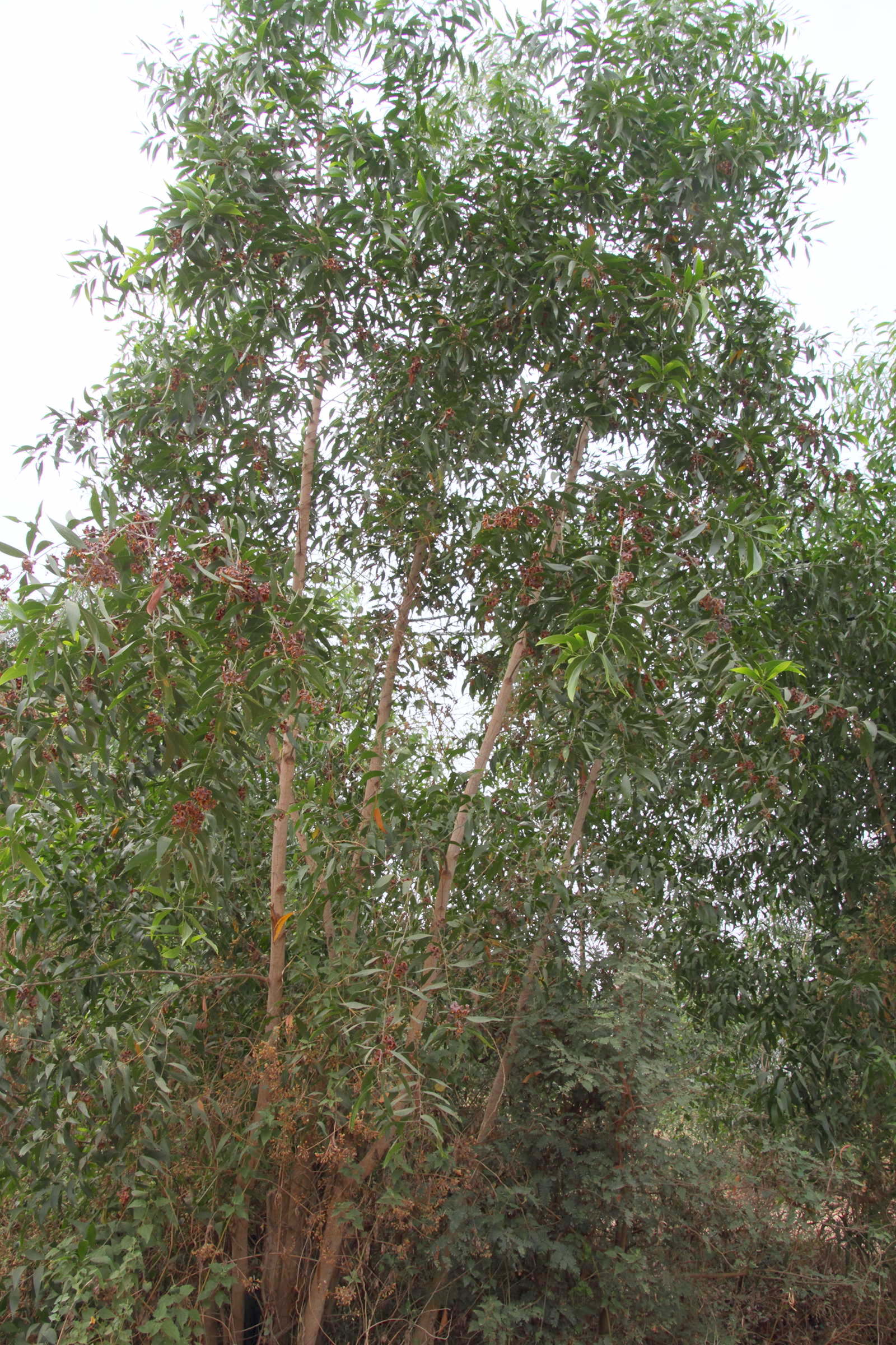 acacia_mangium11md