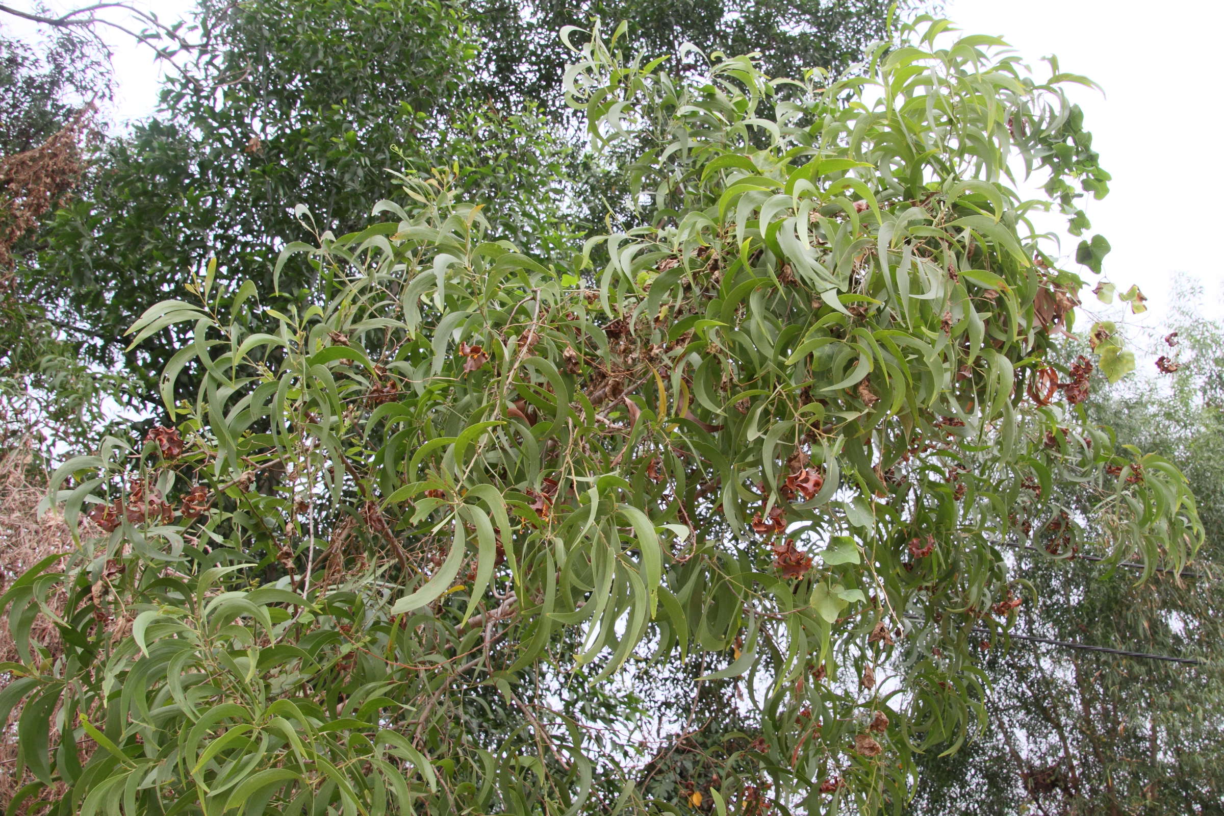 acacia_mangium8md