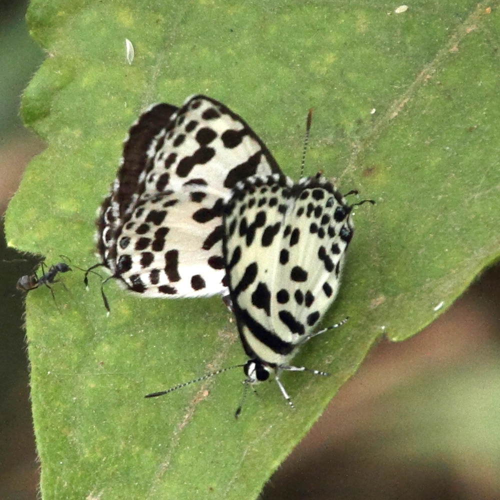 castalius_rosimon1md