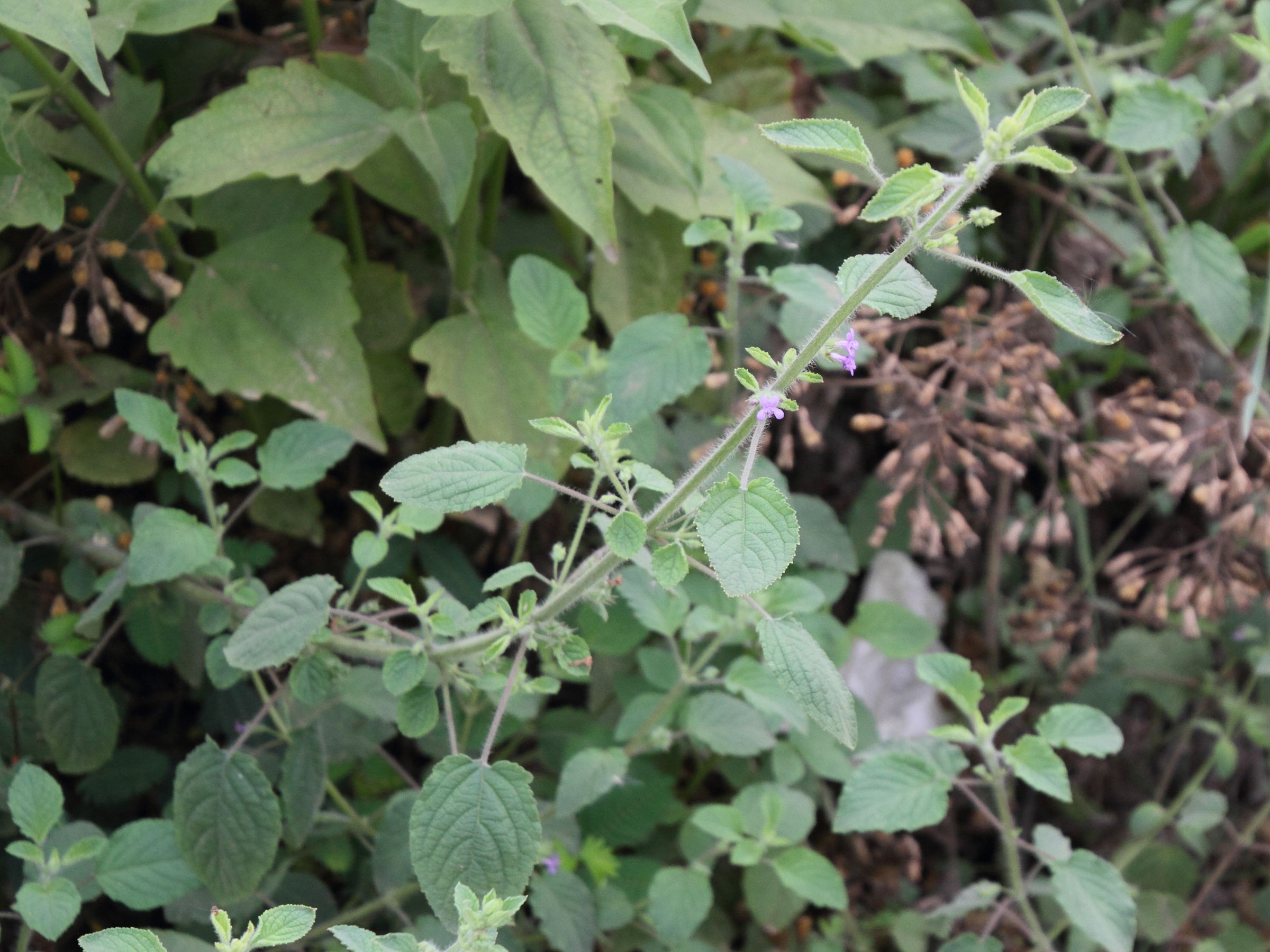 hyptis_suaveolens1md