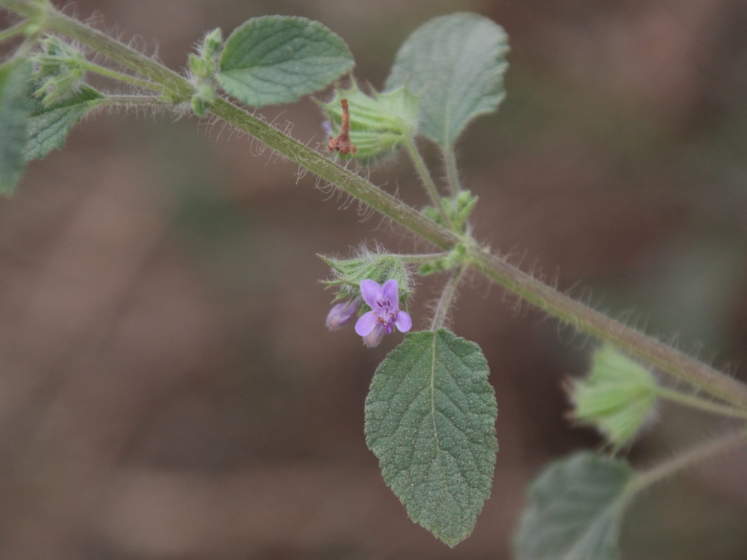 hyptis_suaveolens2md