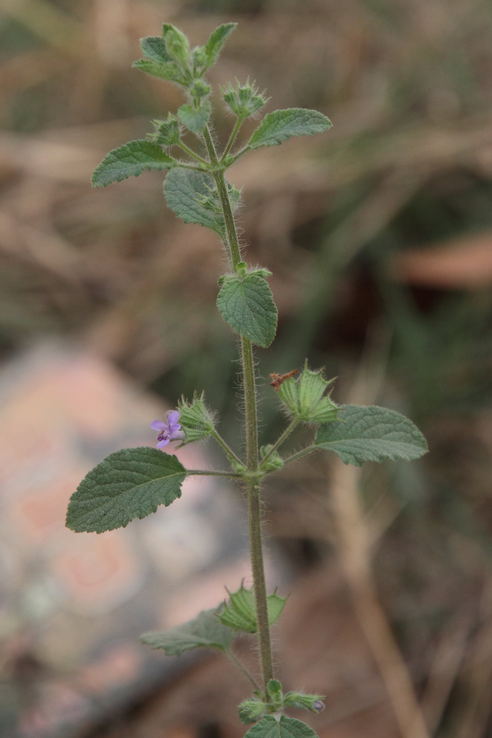 hyptis_suaveolens3md