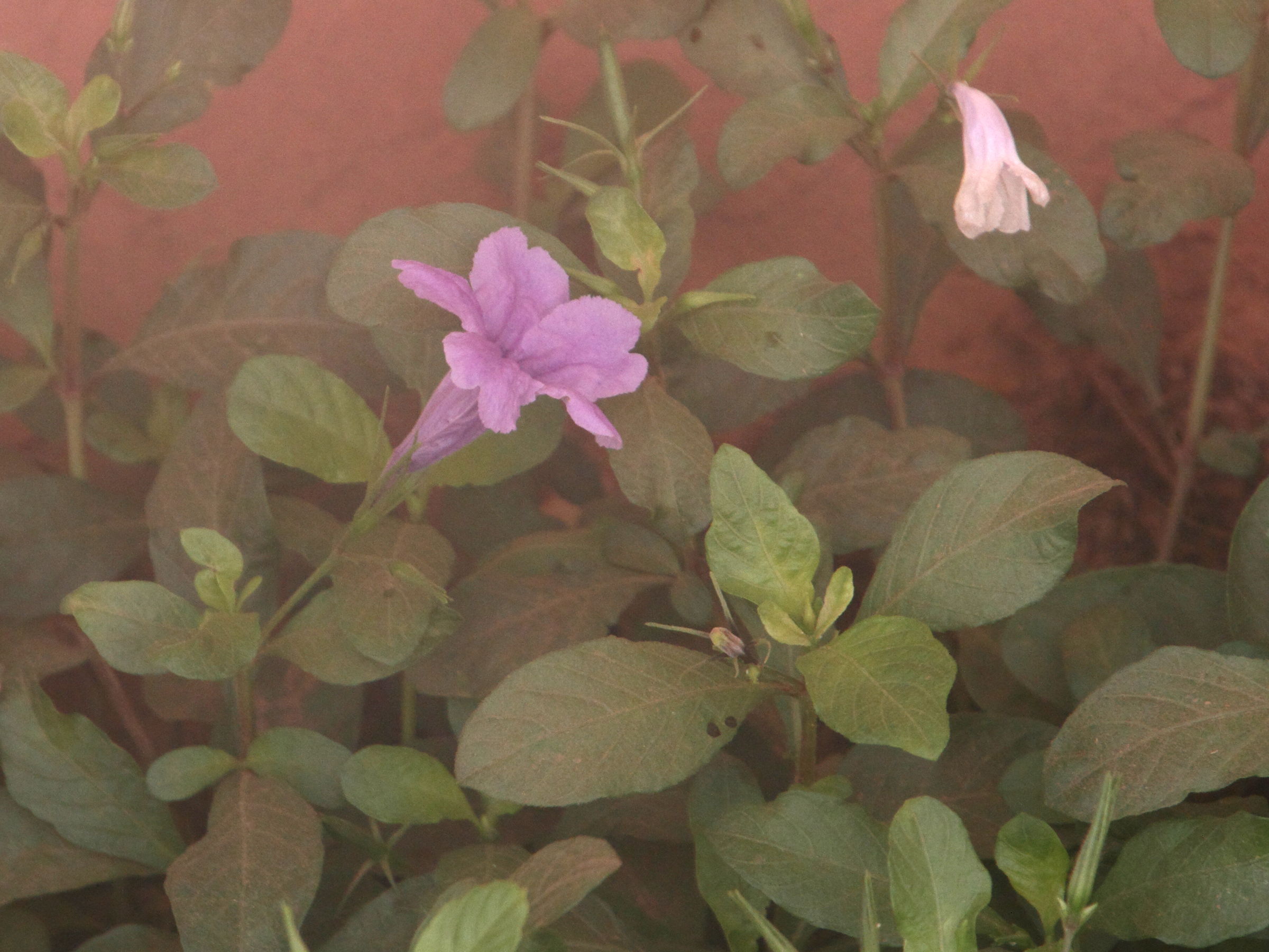 Afficher le média ruellia_tuberosa3md ruellia_tuberosa3md