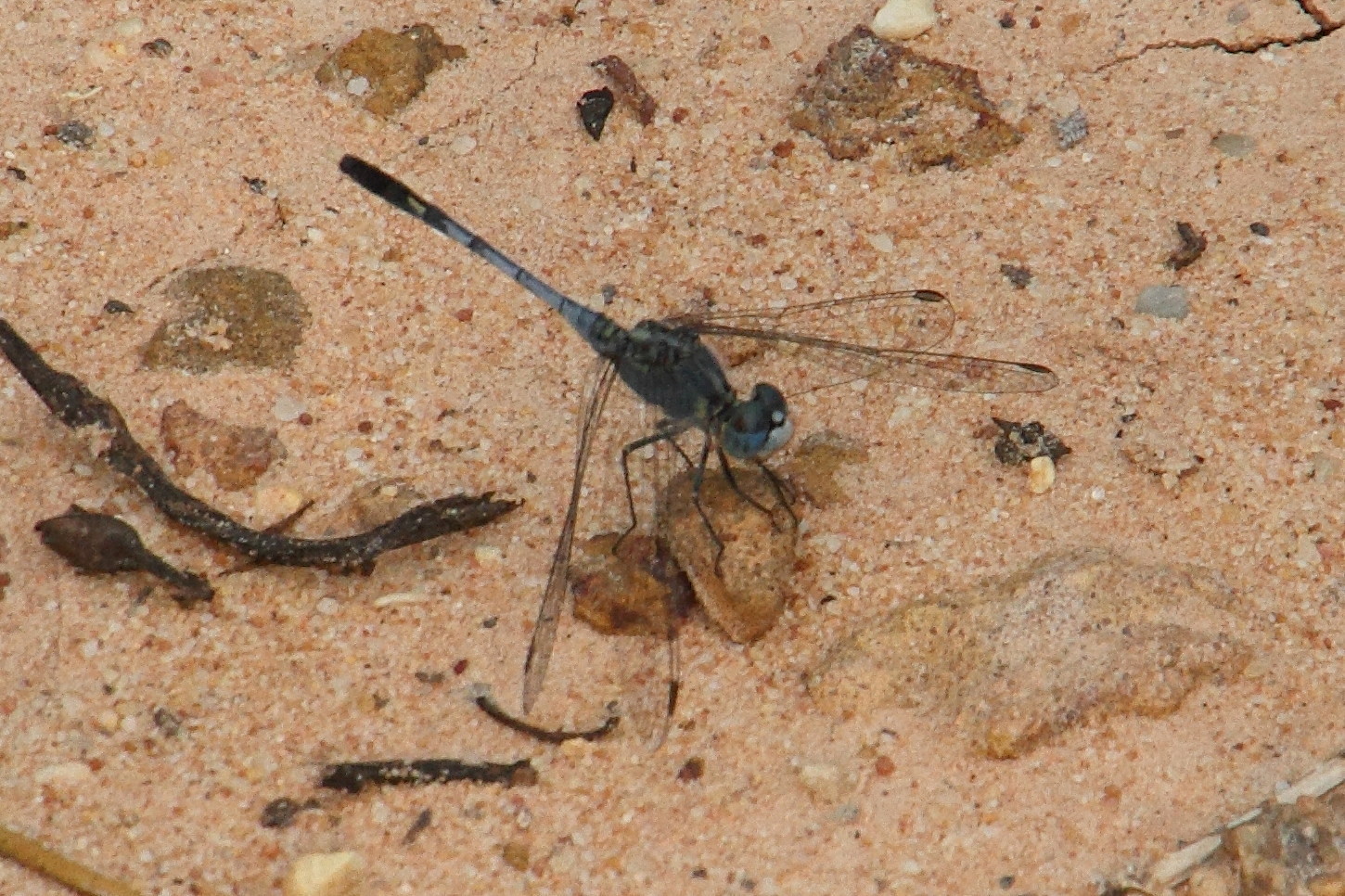 diplacodes_trivialis4md