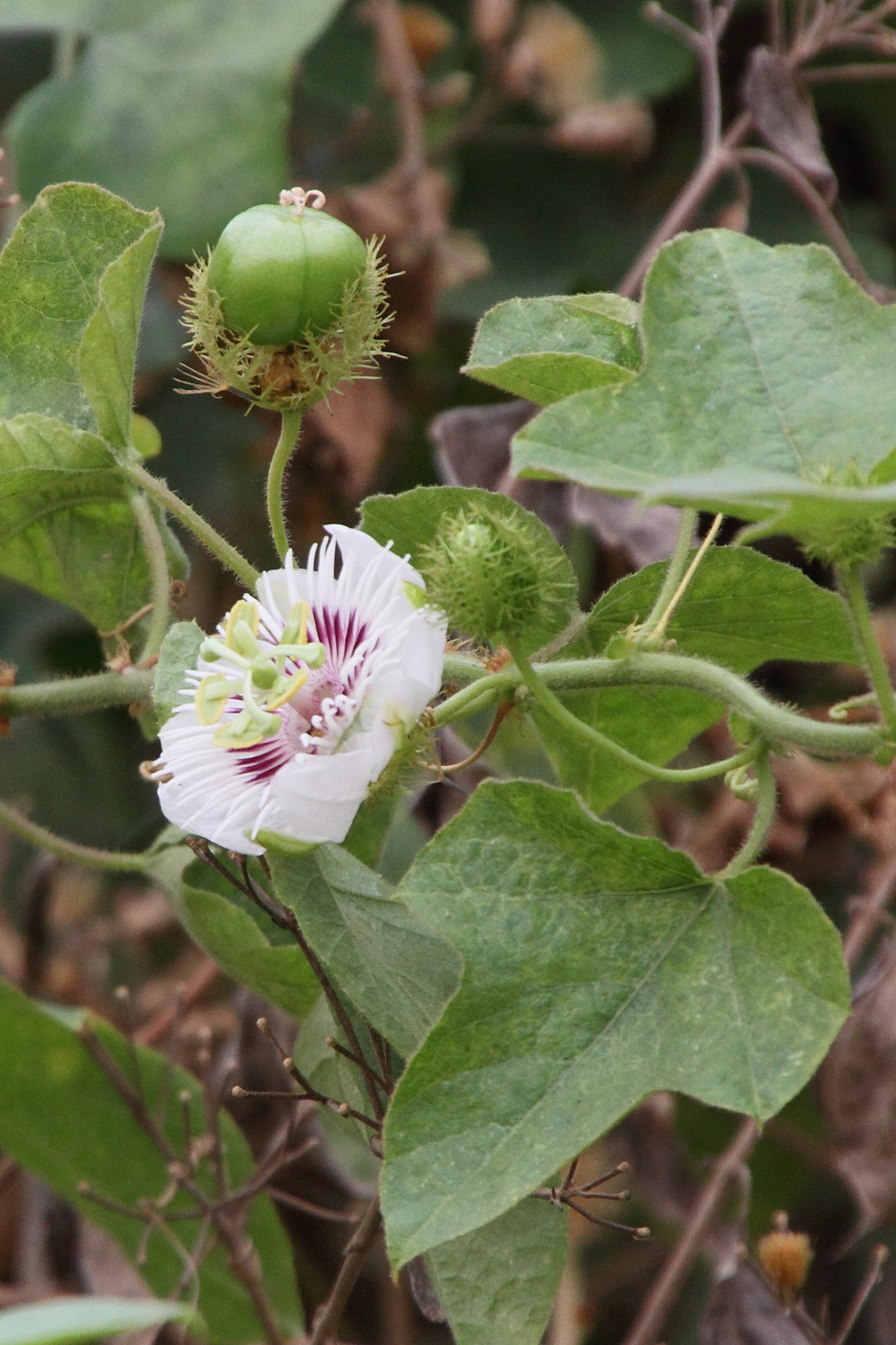 passiflora_foetida10md
