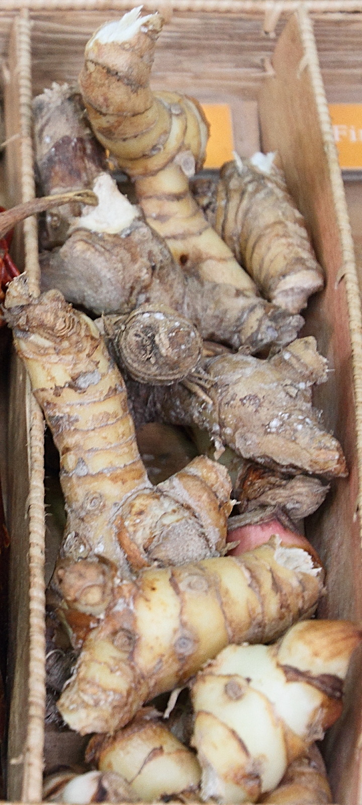 kaempferia_galanga4md