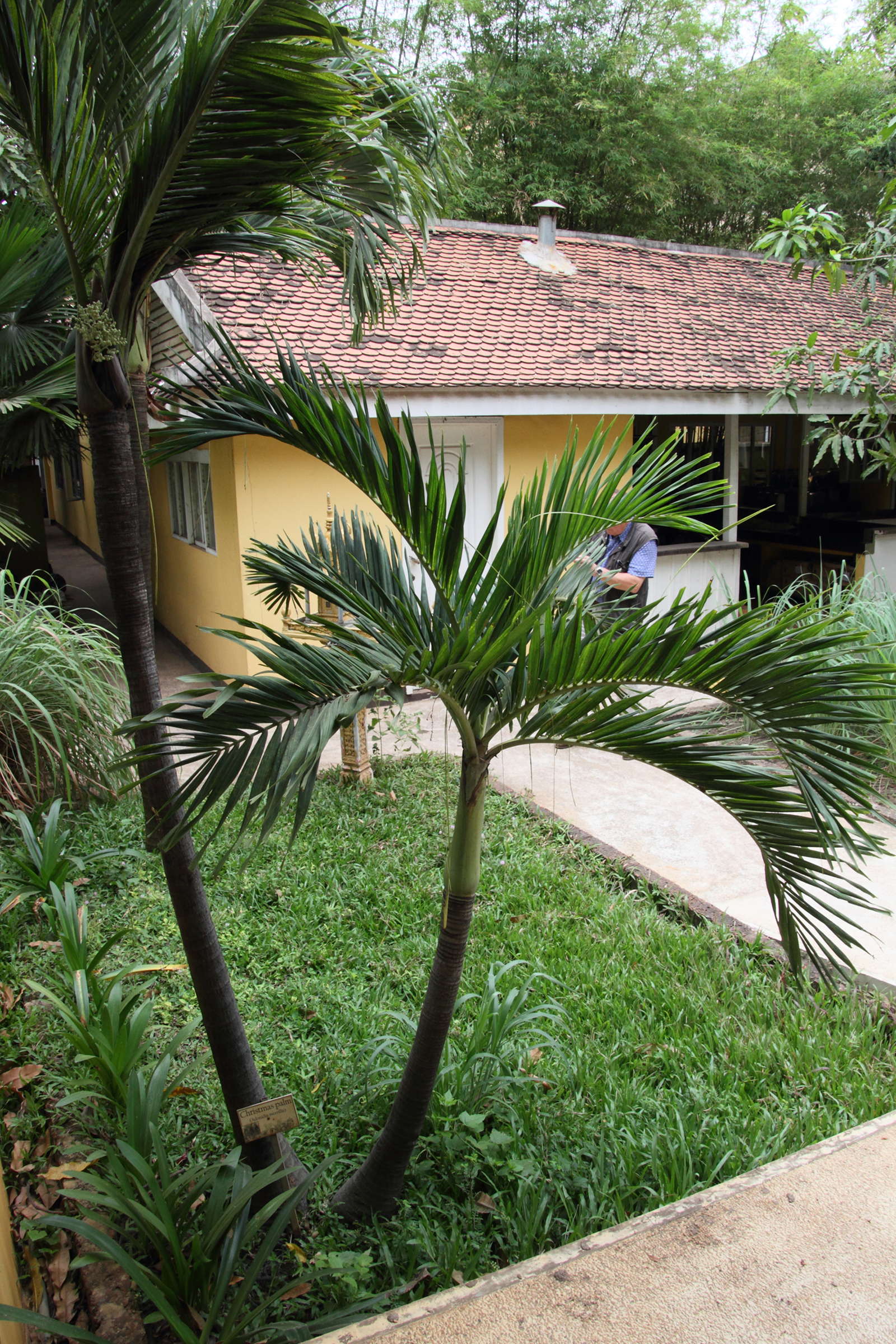 adonidia_merrillii4md