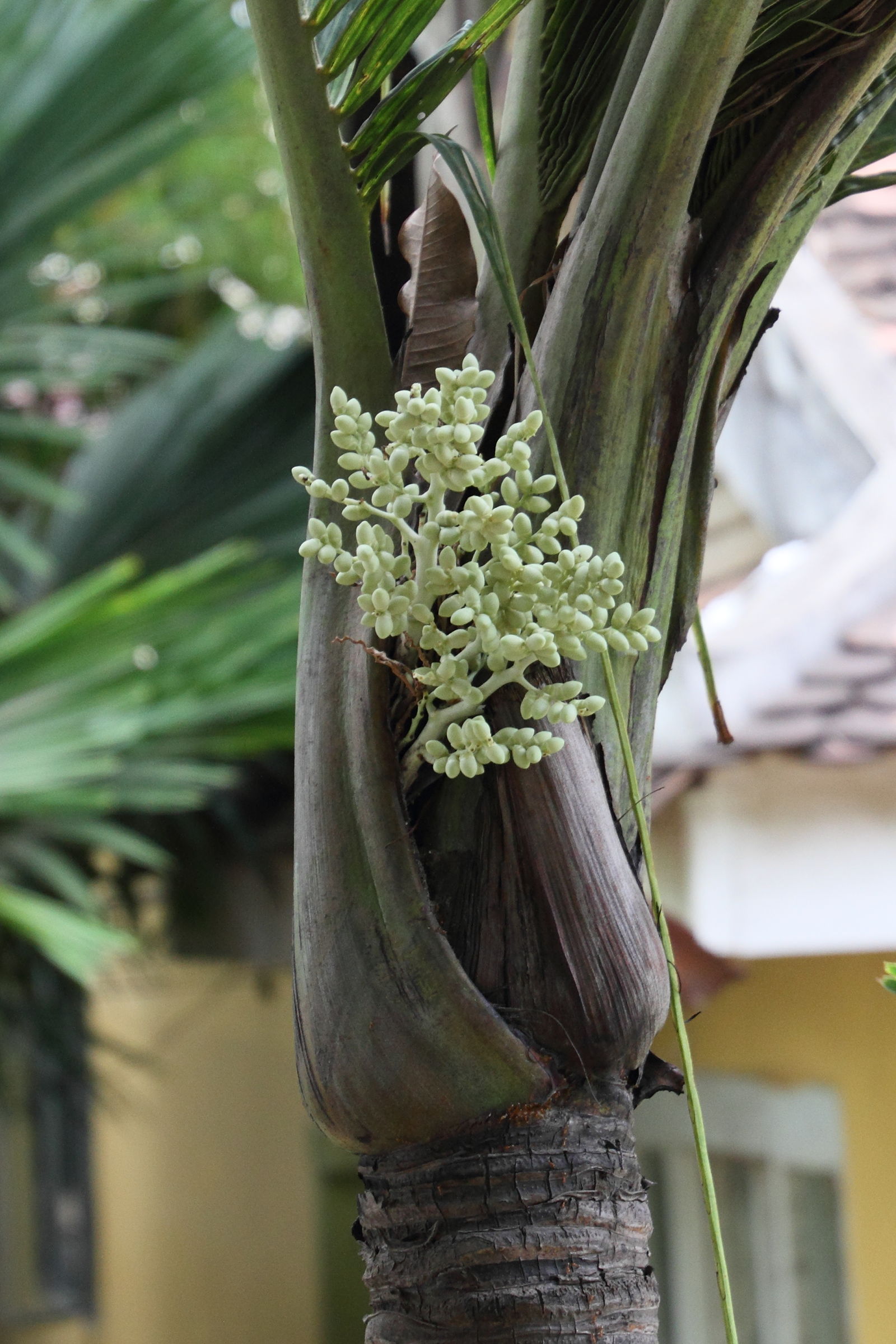 adonidia_merrillii5md