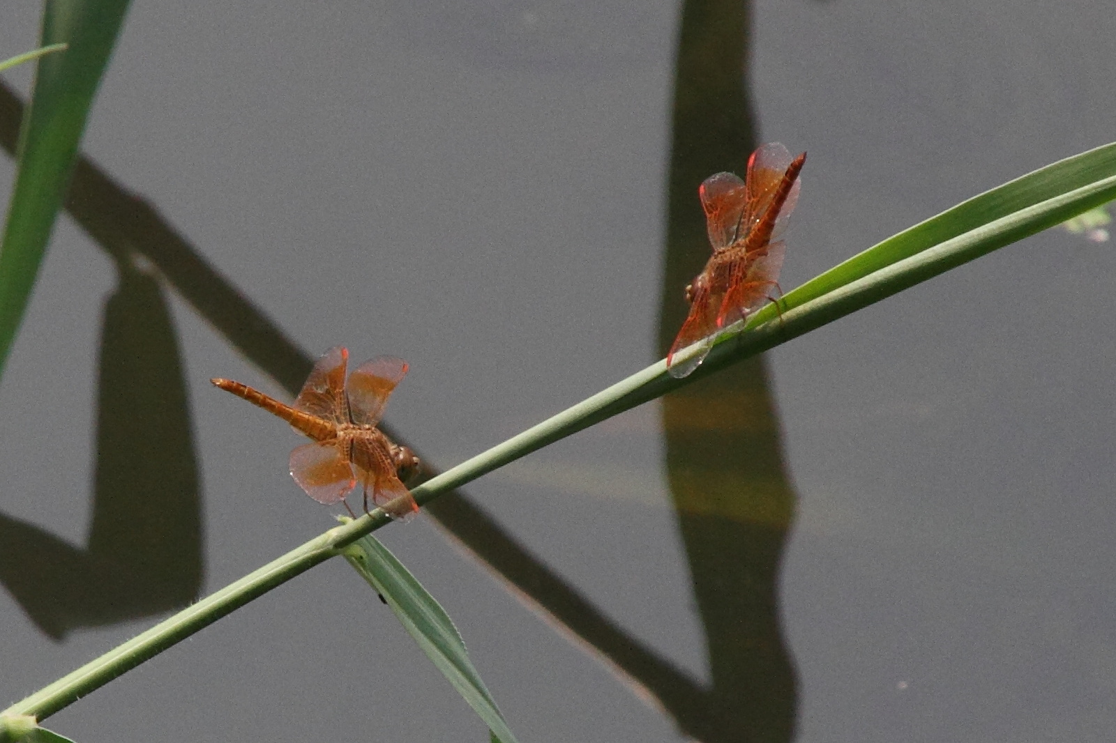 brachythemis_contaminata6md