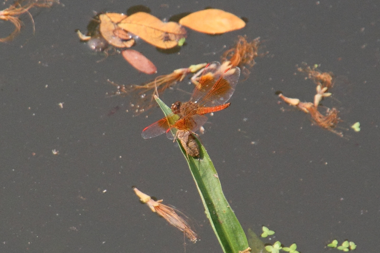 brachythemis_contaminata7md