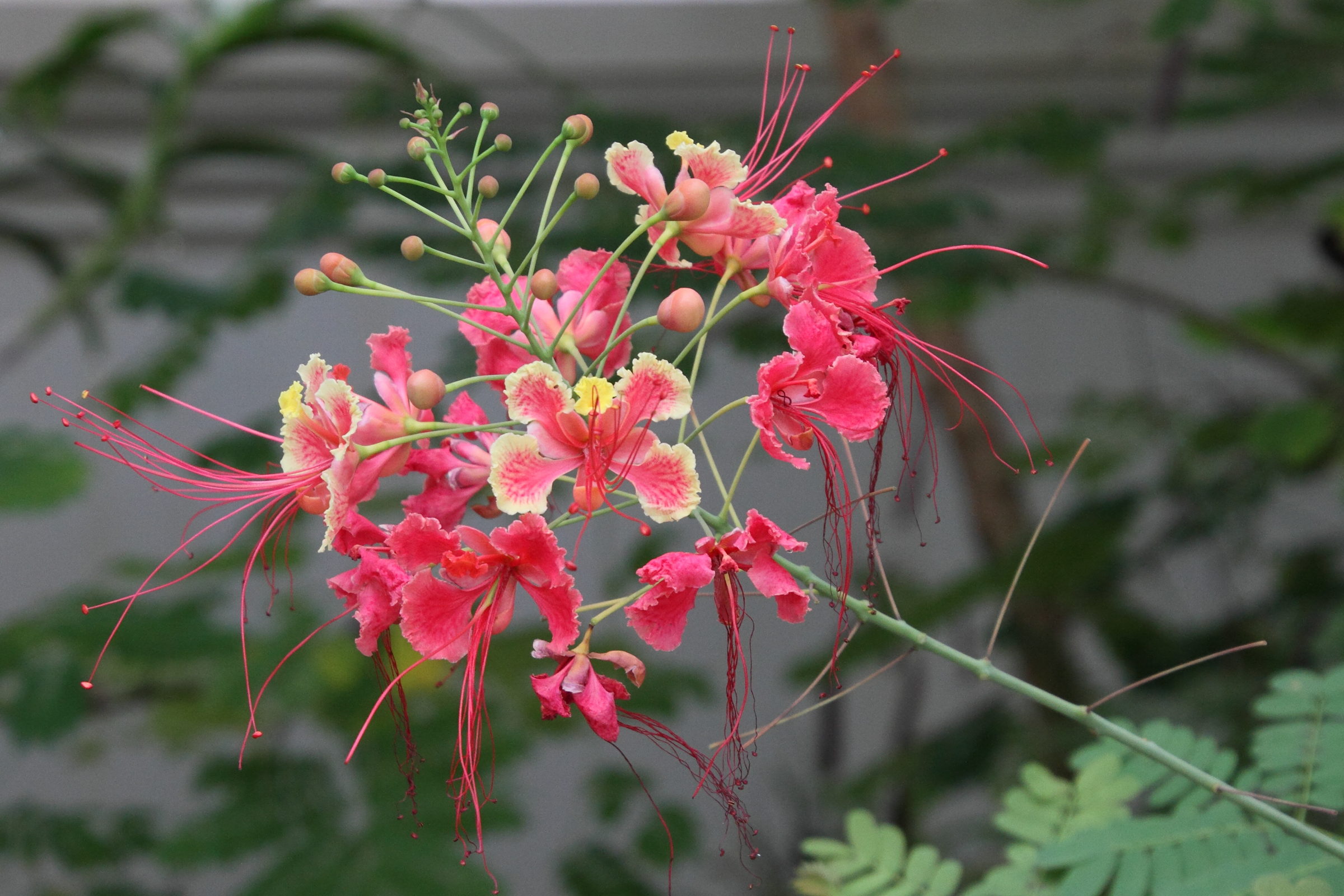 caesalpinia_pulcherrima6md