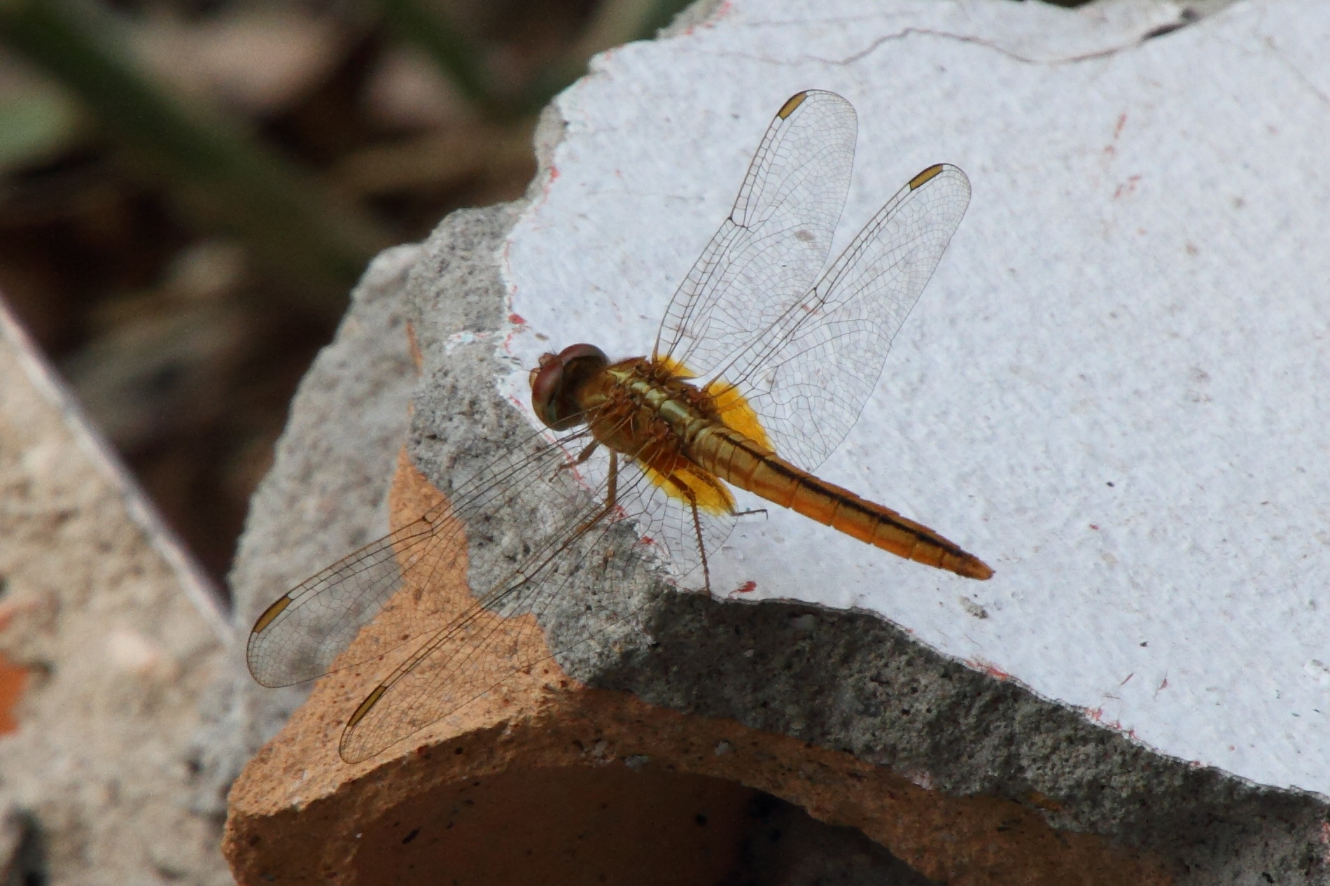 crocothemis_servilia6md