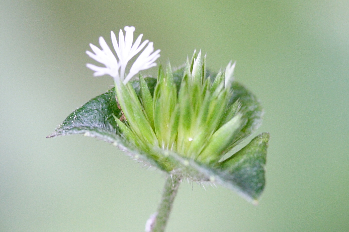 Afficher le média elephantopus_mollis5md elephantopus_mollis5md