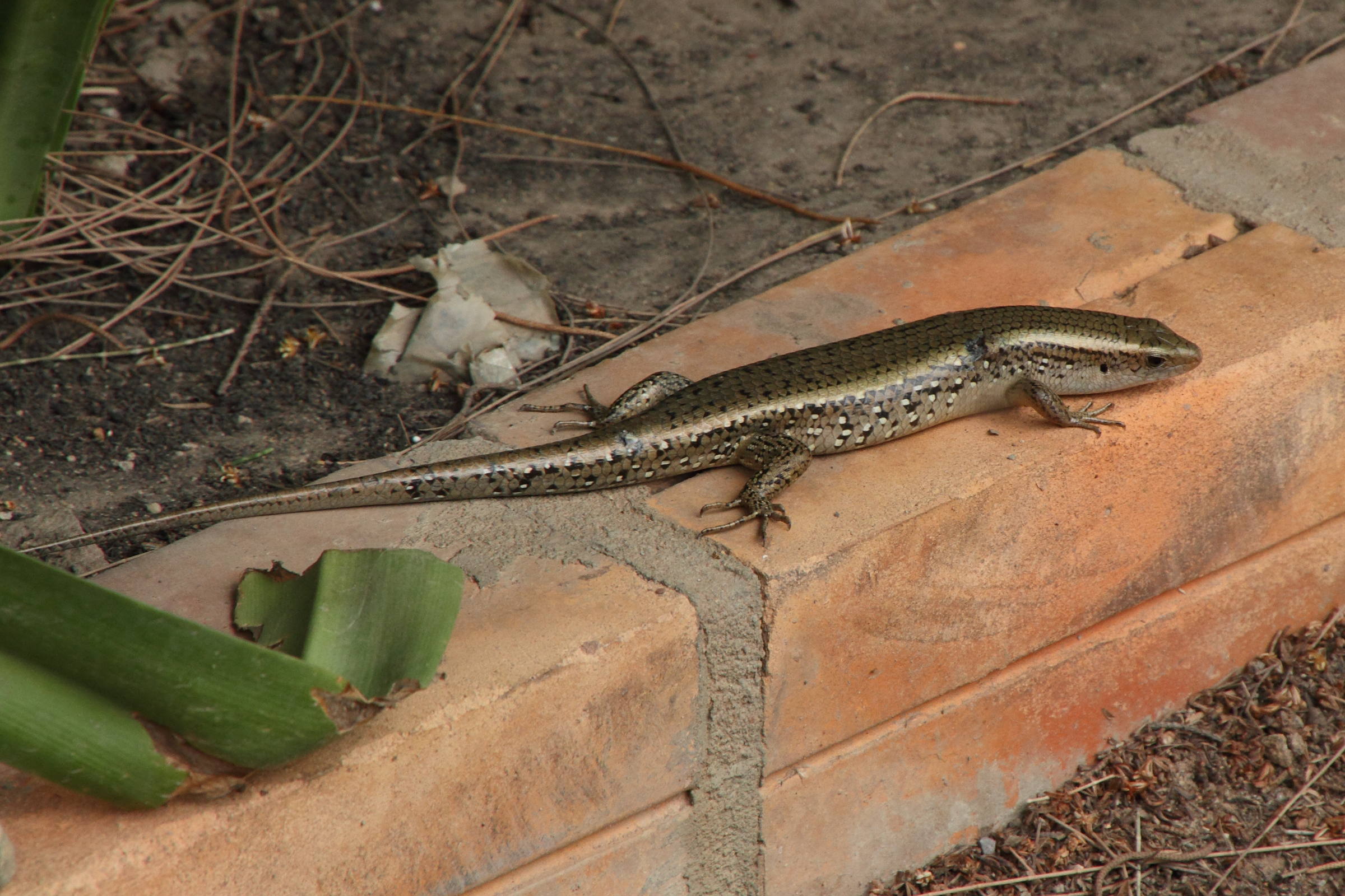 eutropis_multifasciata2md